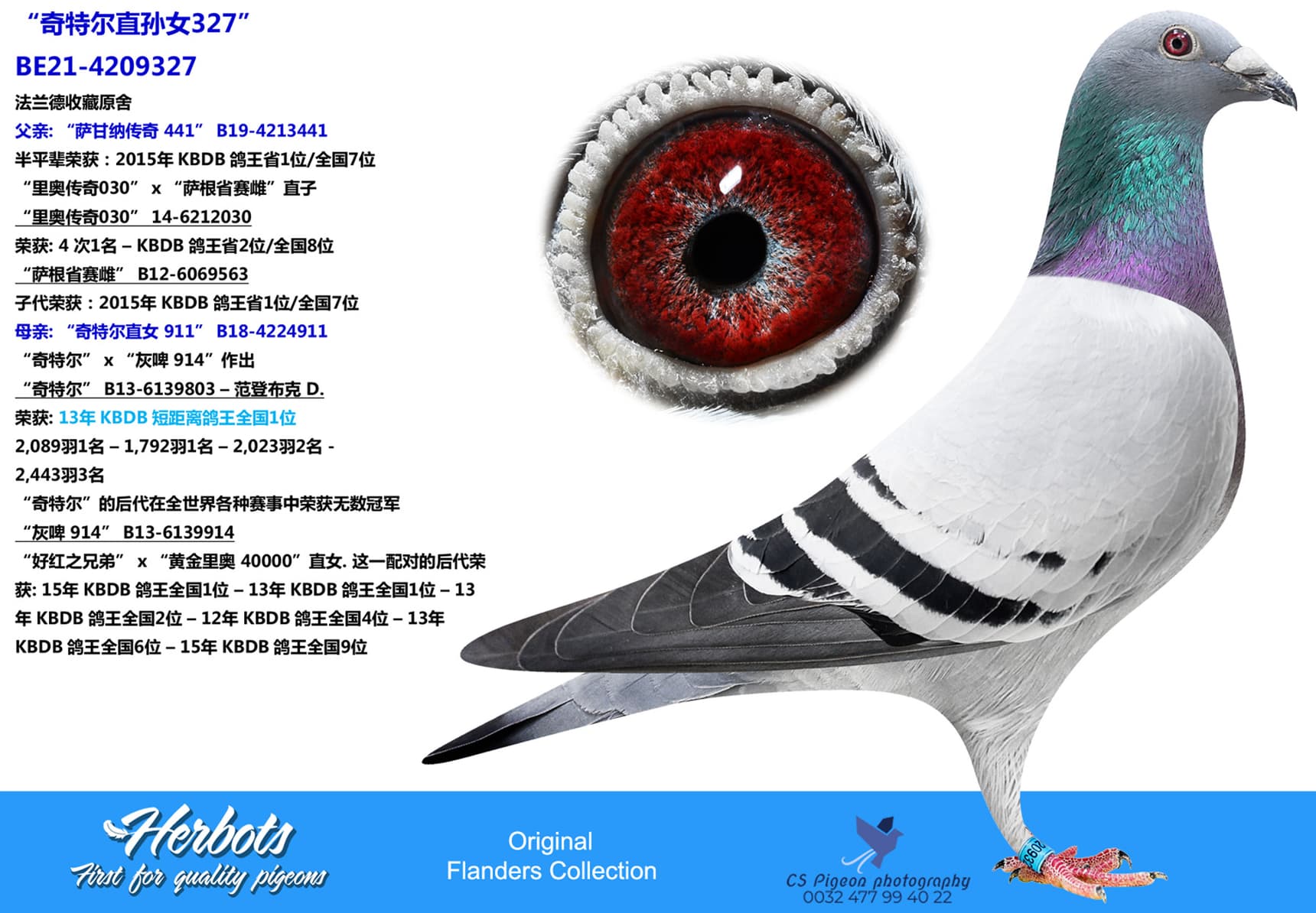 pigeon: “奇特尔直孙女327”