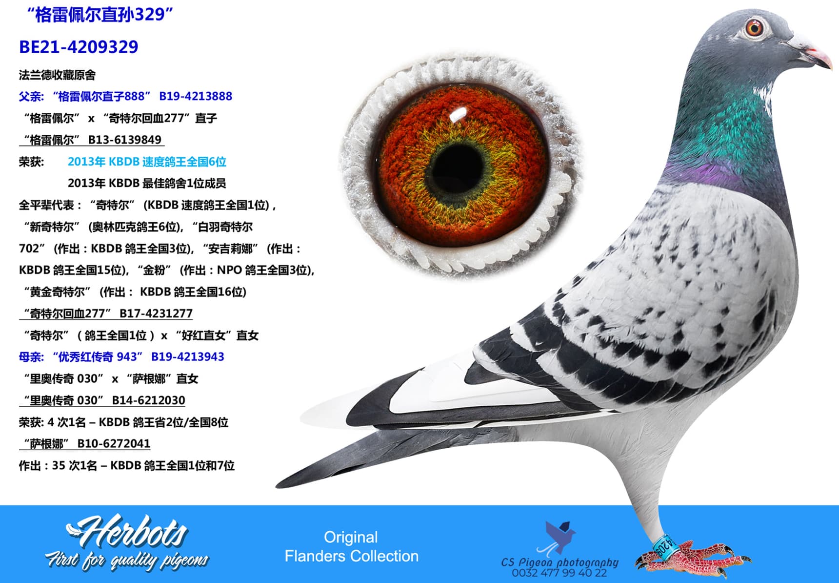pigeon: undefined