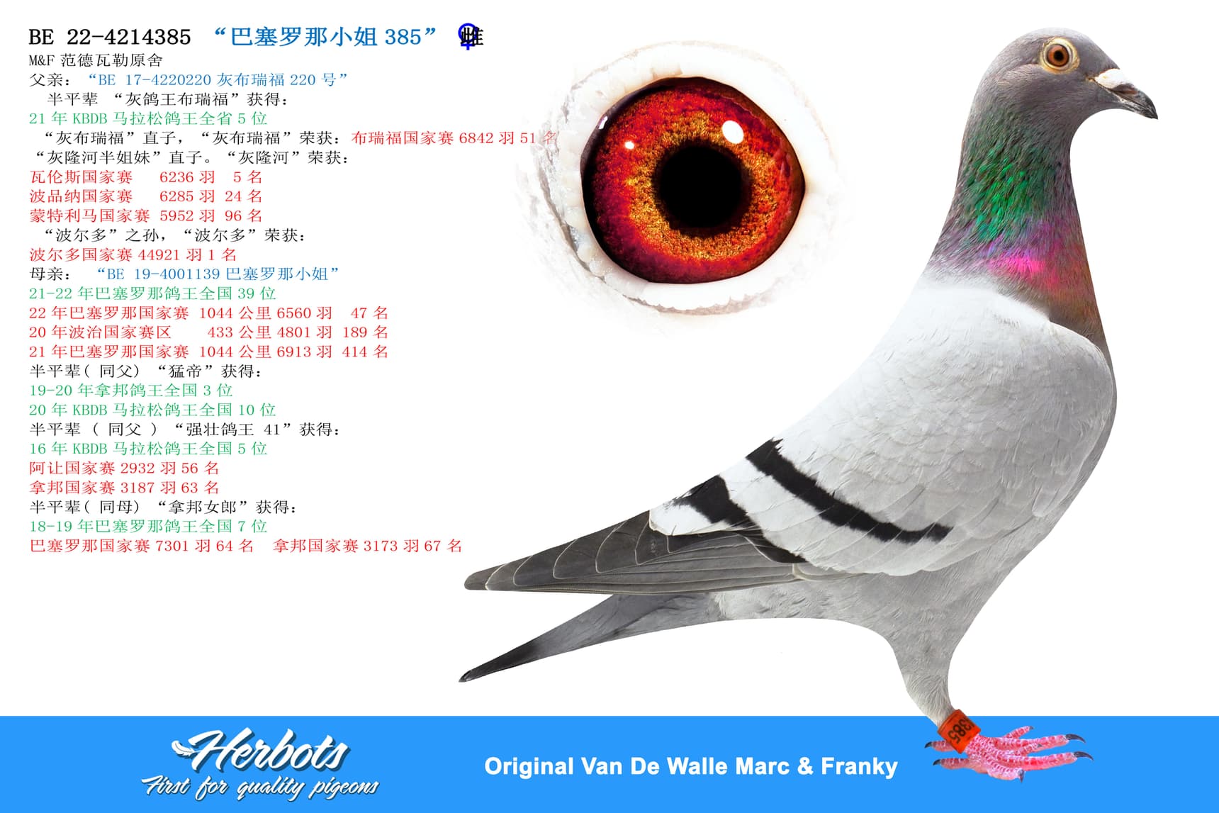 pigeon: “巴塞罗那小姐385”