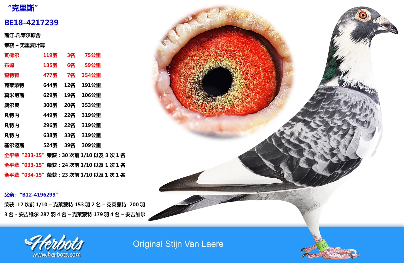 pigeon: “克里斯”