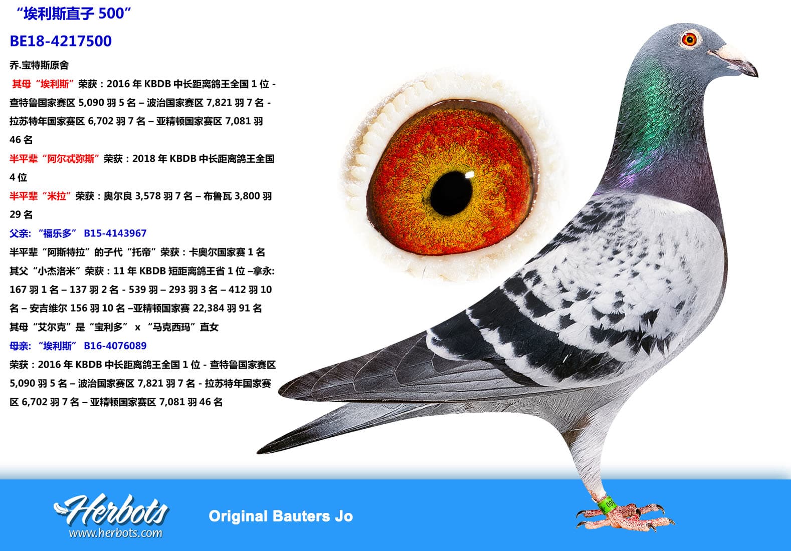 pigeon: undefined