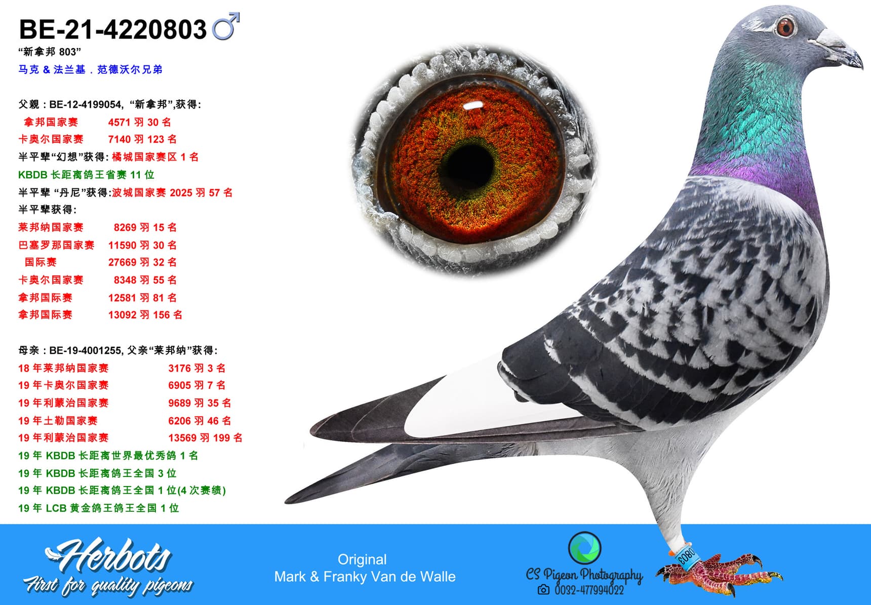 pigeon: undefined