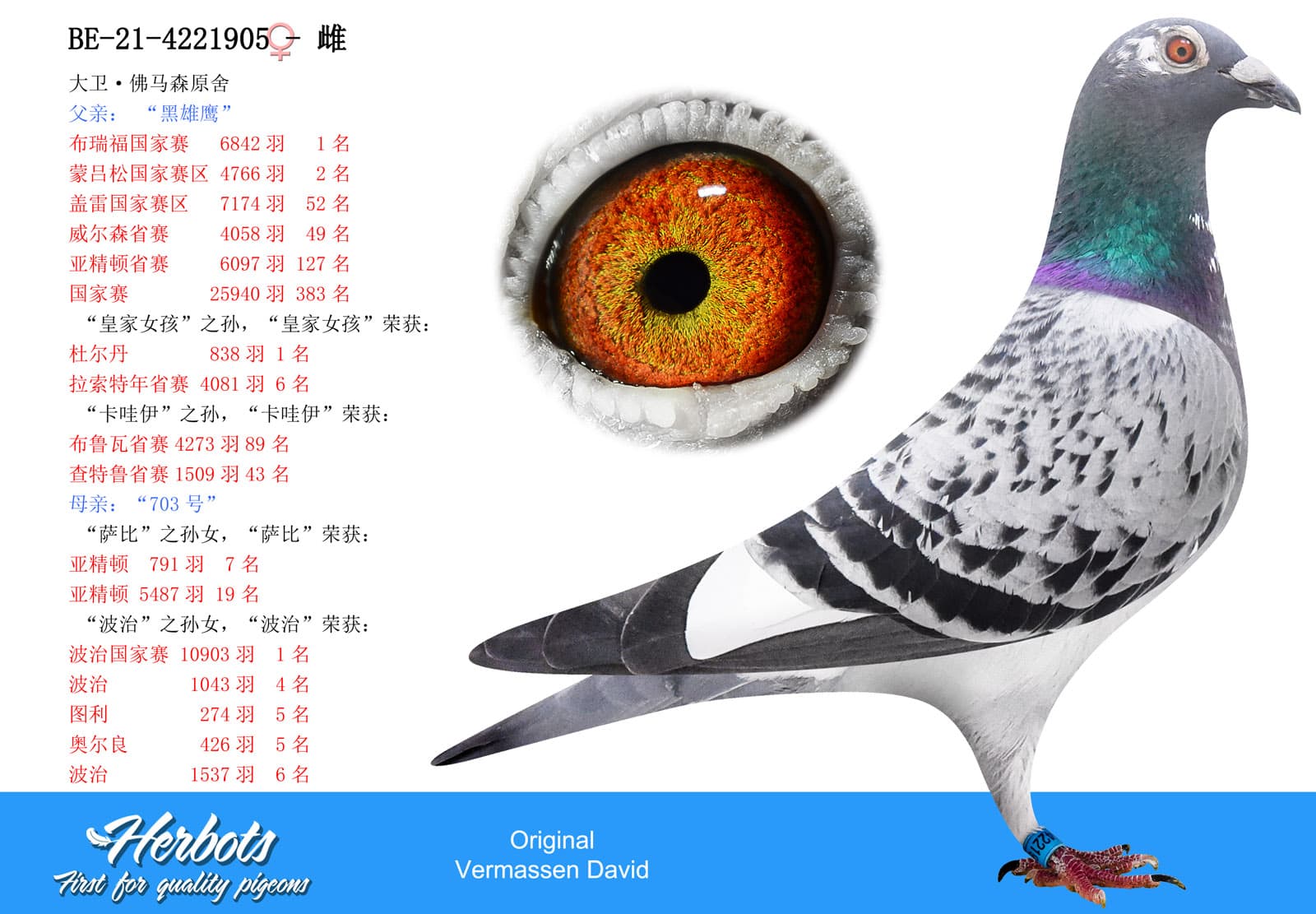 pigeon: undefined