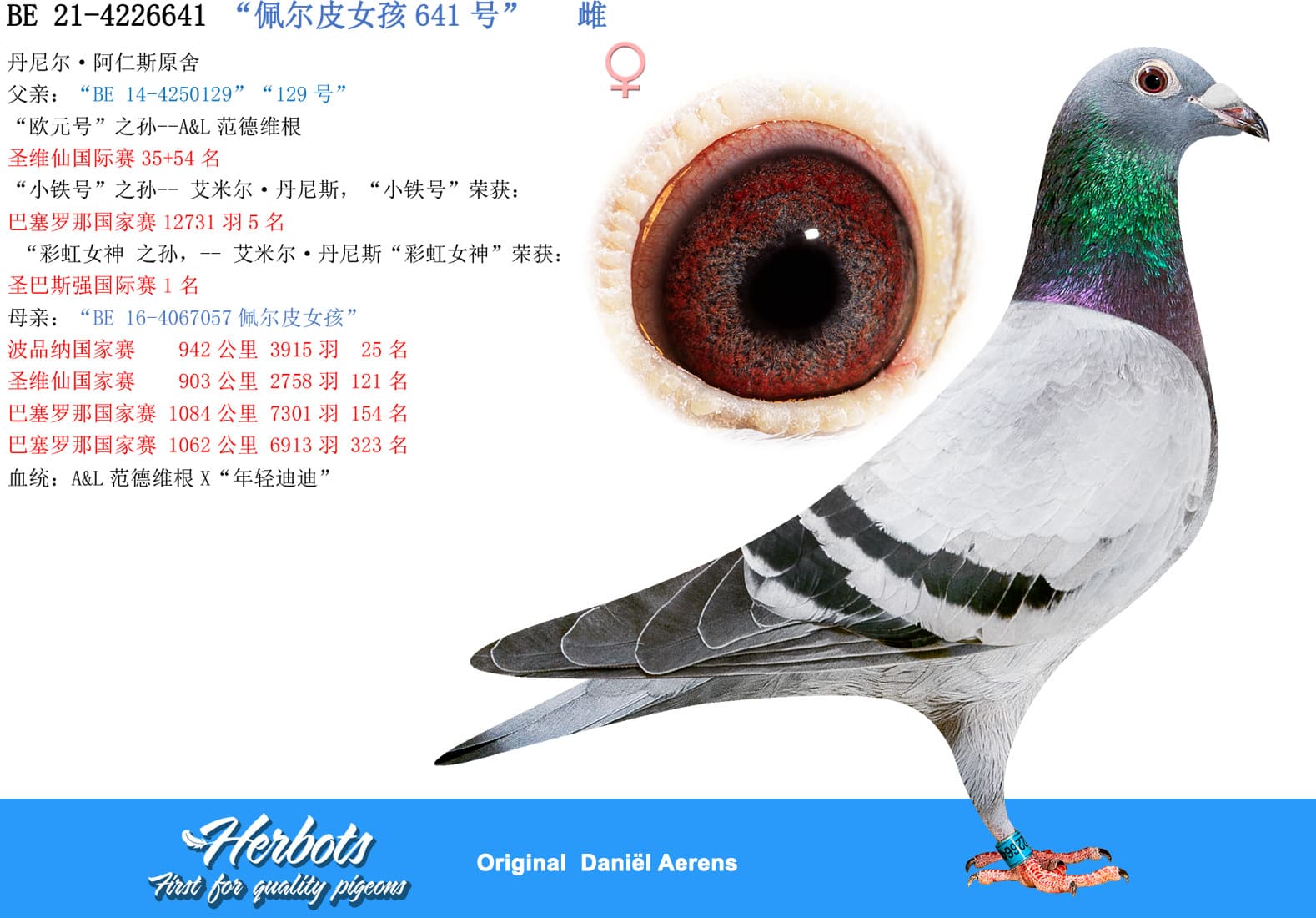 pigeon: “佩尔皮女孩641号”