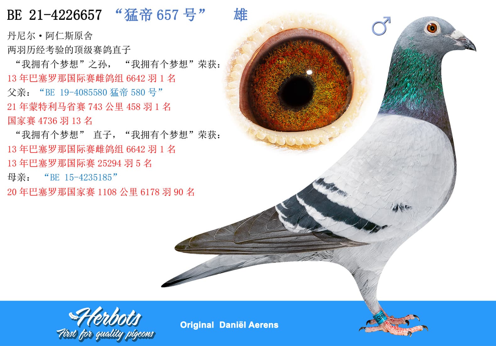 pigeon: “猛帝657号”