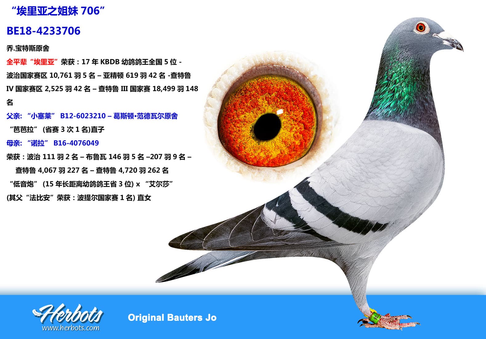 pigeon: undefined