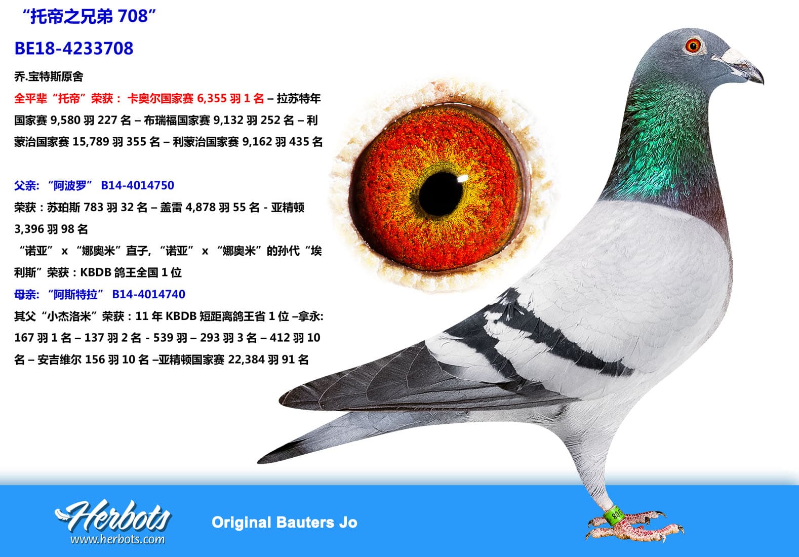 pigeon: undefined