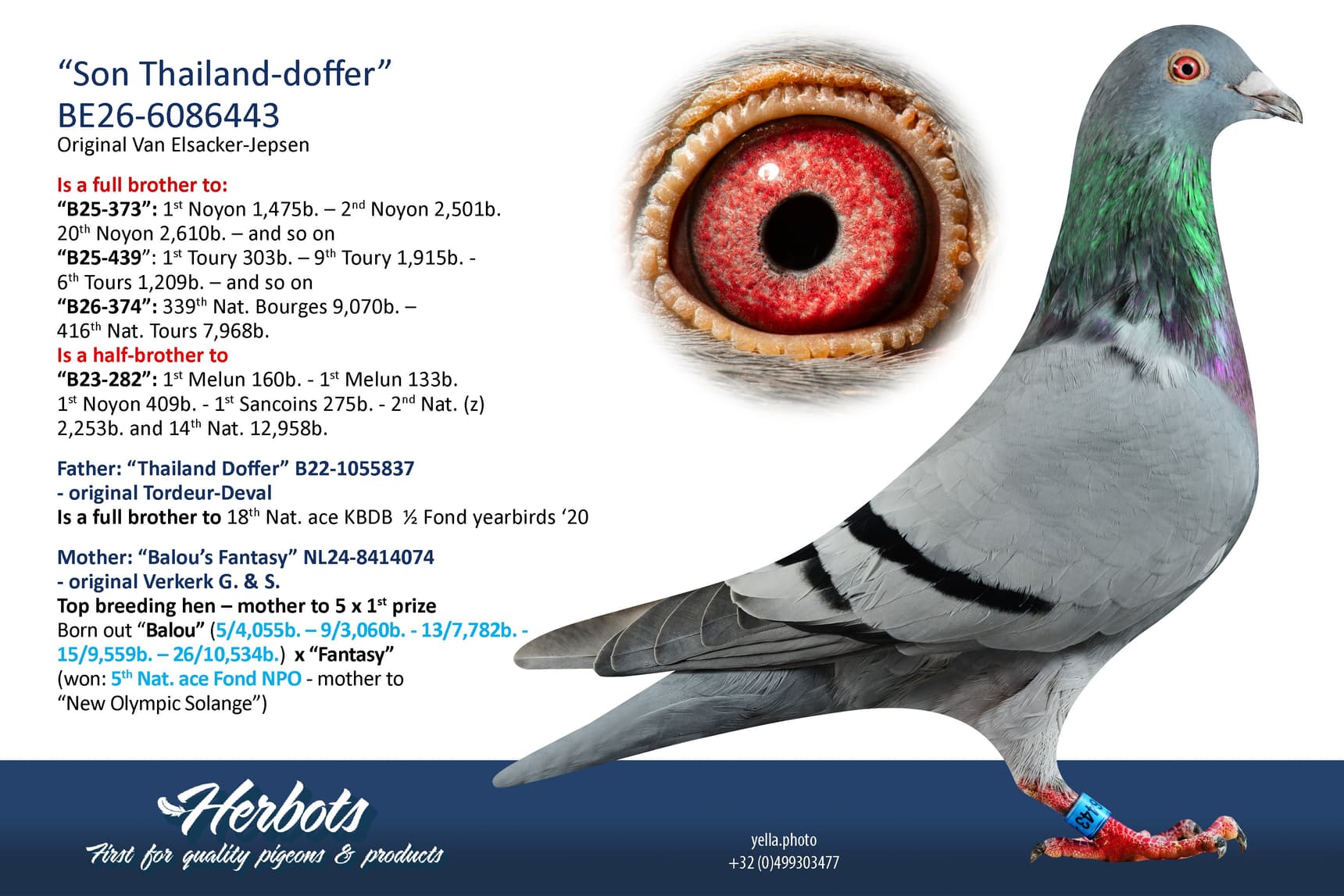 pigeon: undefined