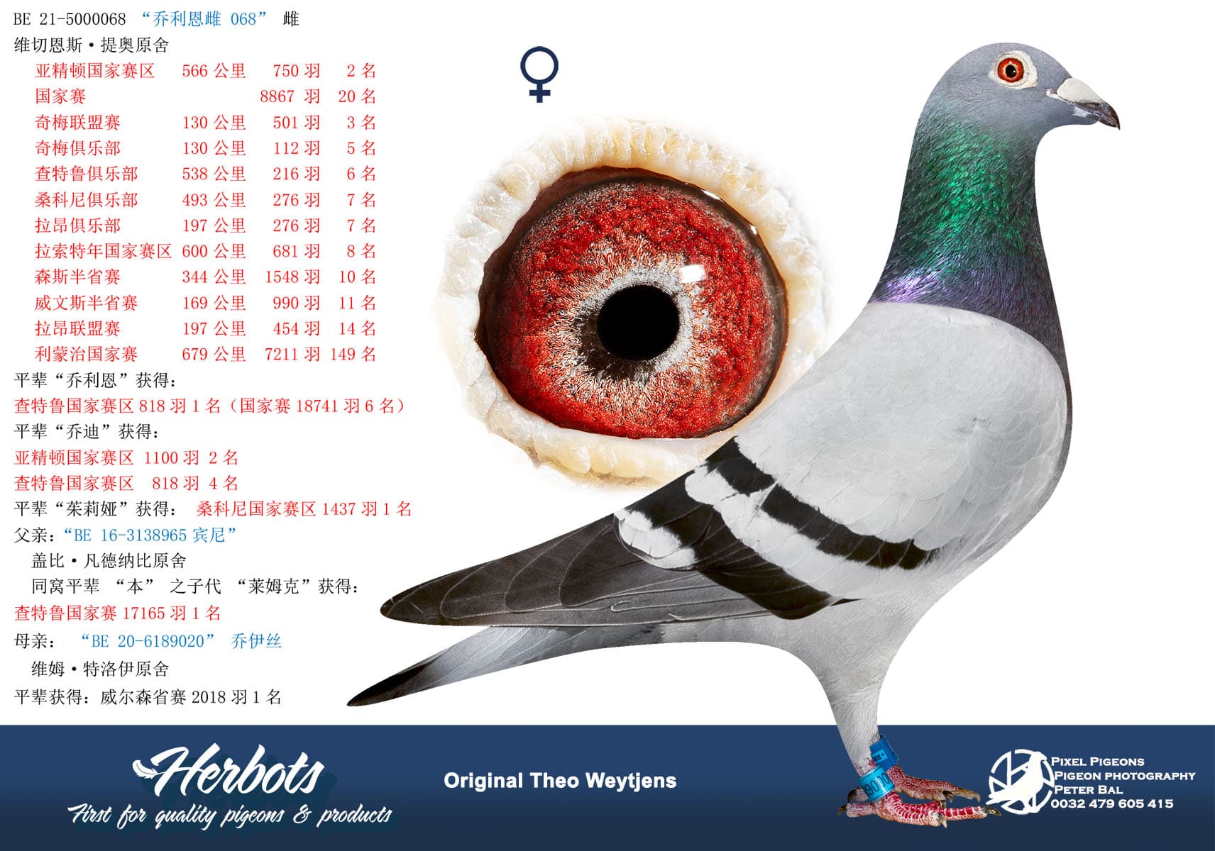 pigeon: “乔利恩雌 068”