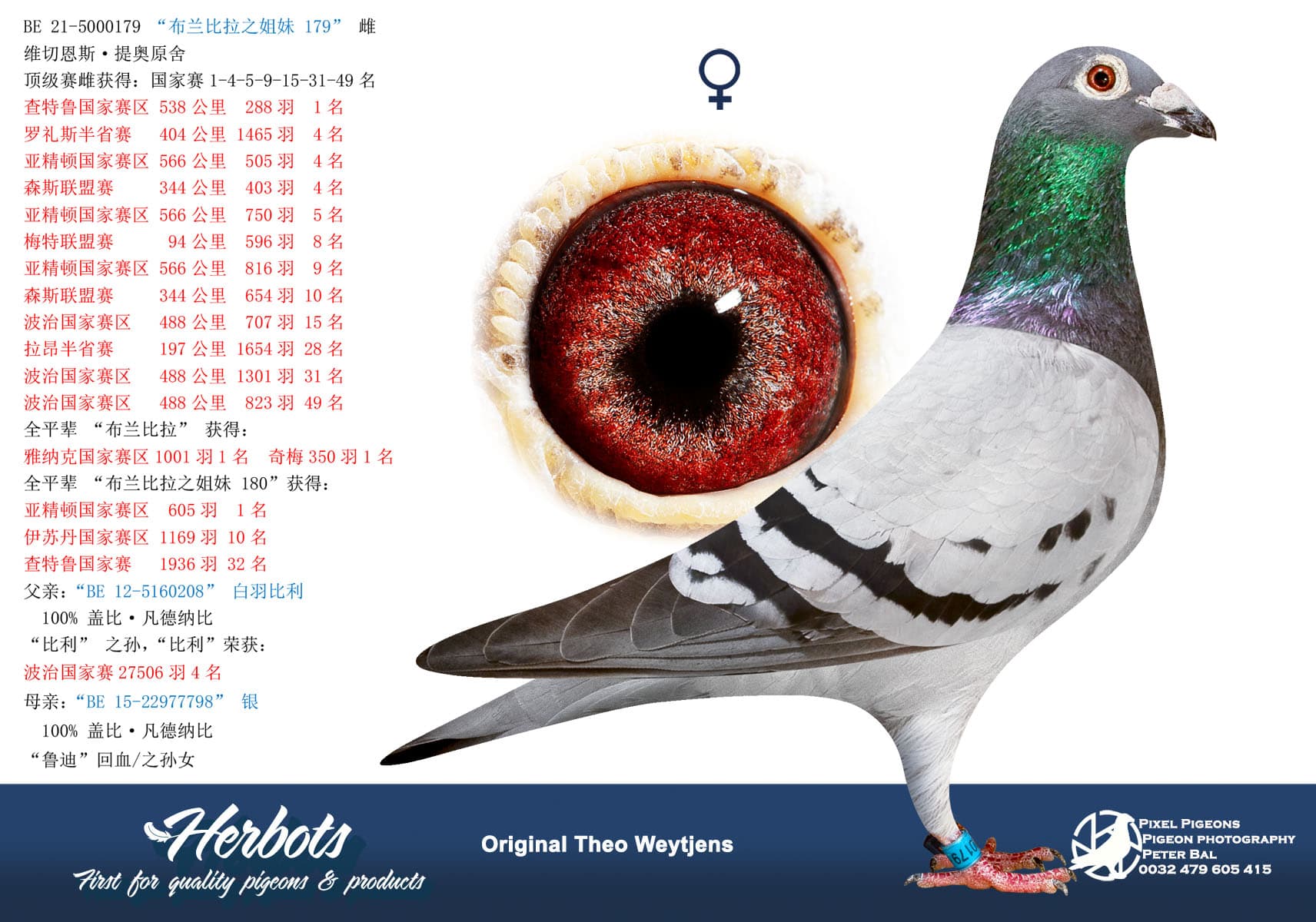 pigeon: “布兰比拉之姐妹 179”