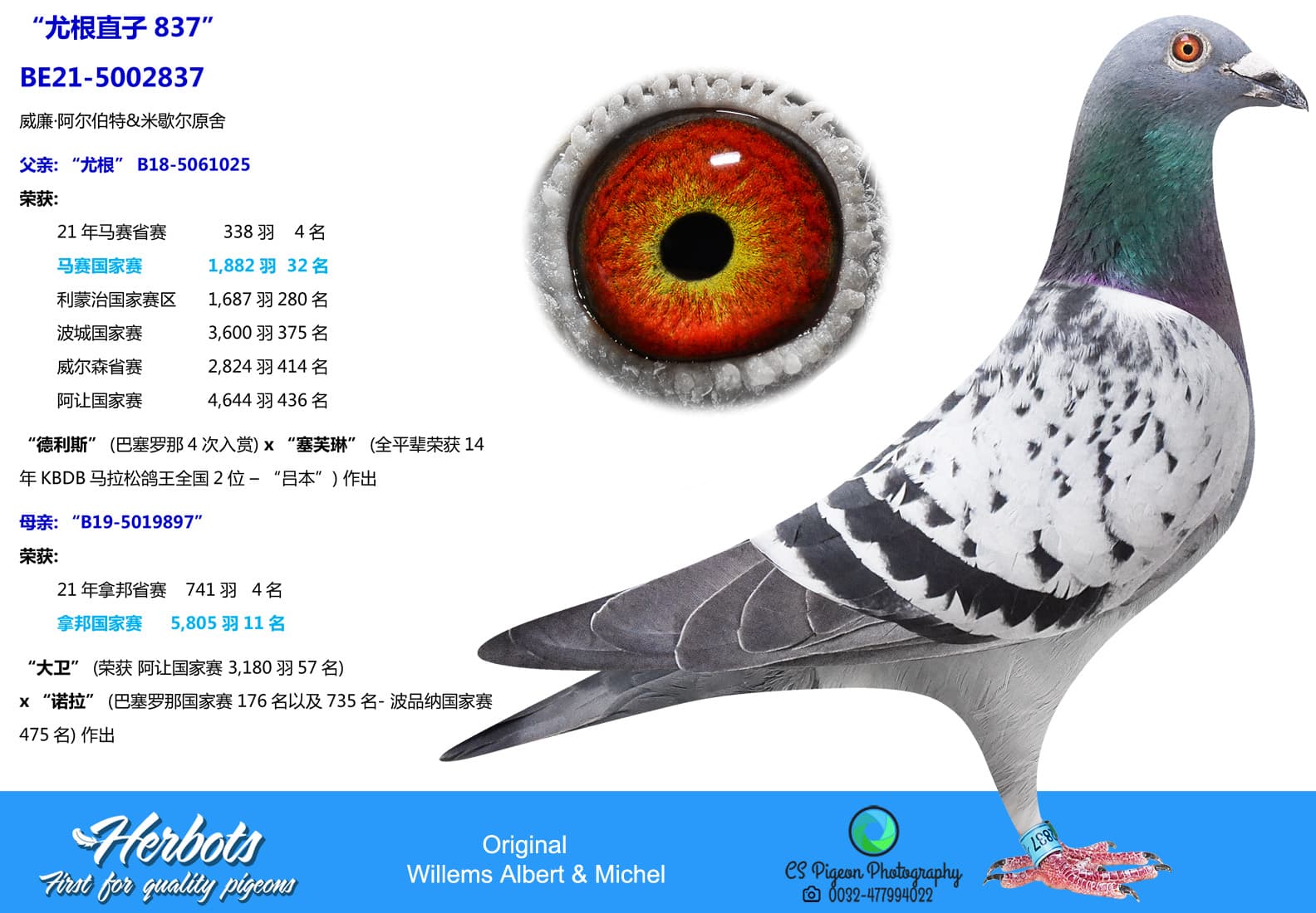pigeon: undefined