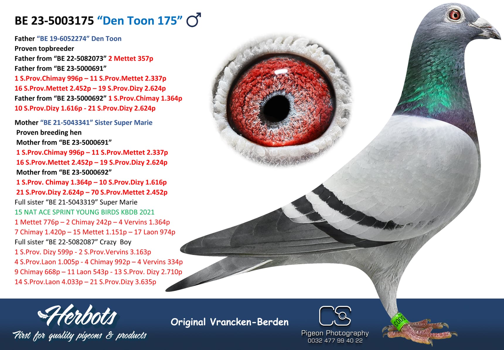 pigeon: “Den Toon 175”