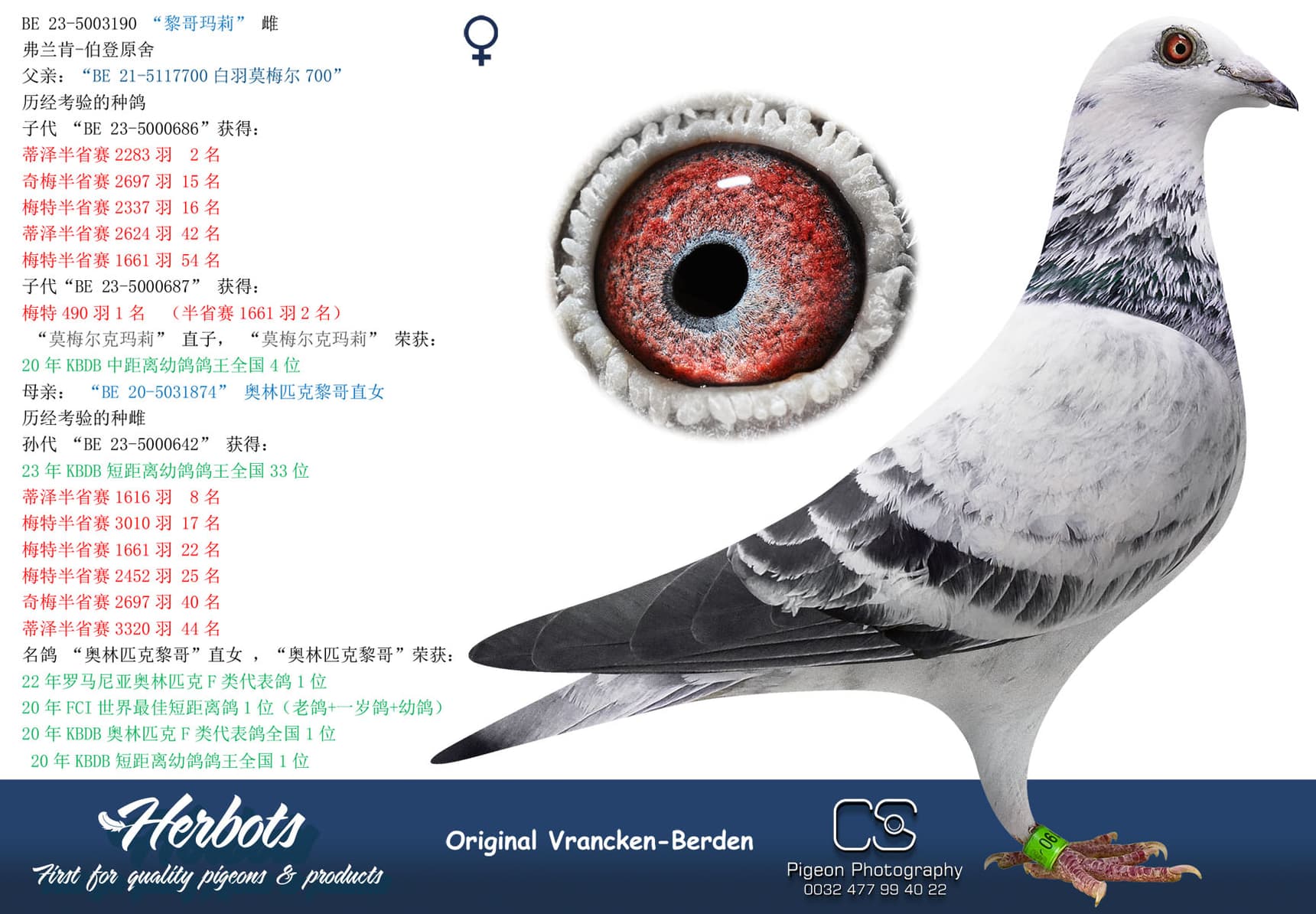 pigeon: undefined