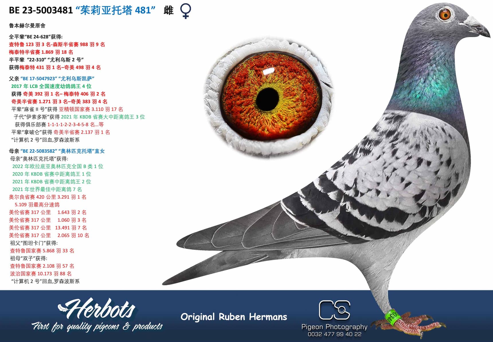 pigeon: “茱莉亚托塔481”