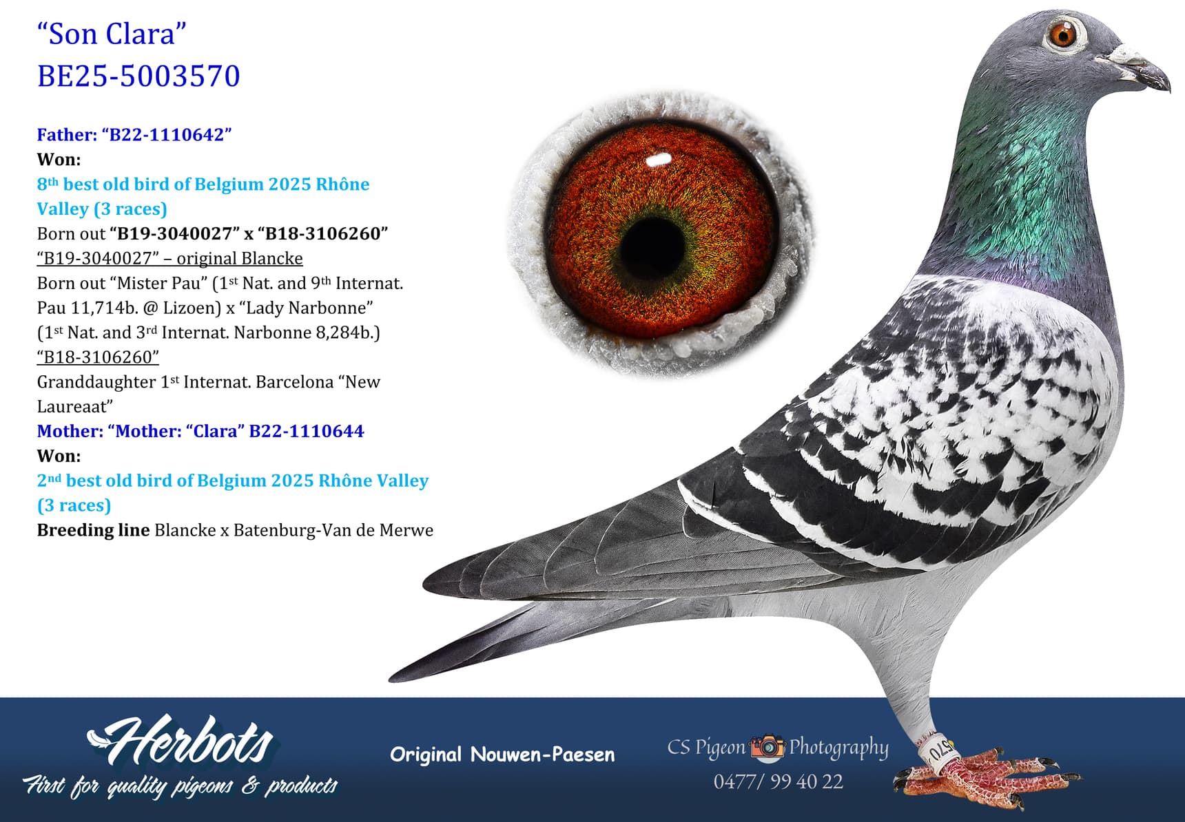 pigeon: undefined