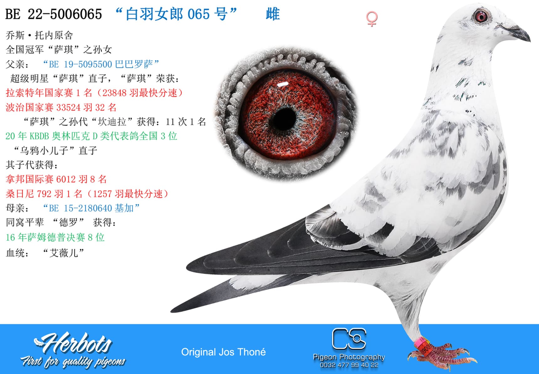 pigeon: “白羽女郎065号”