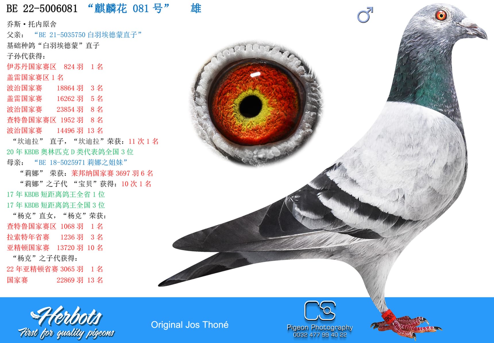 pigeon: “麒麟花 081号”