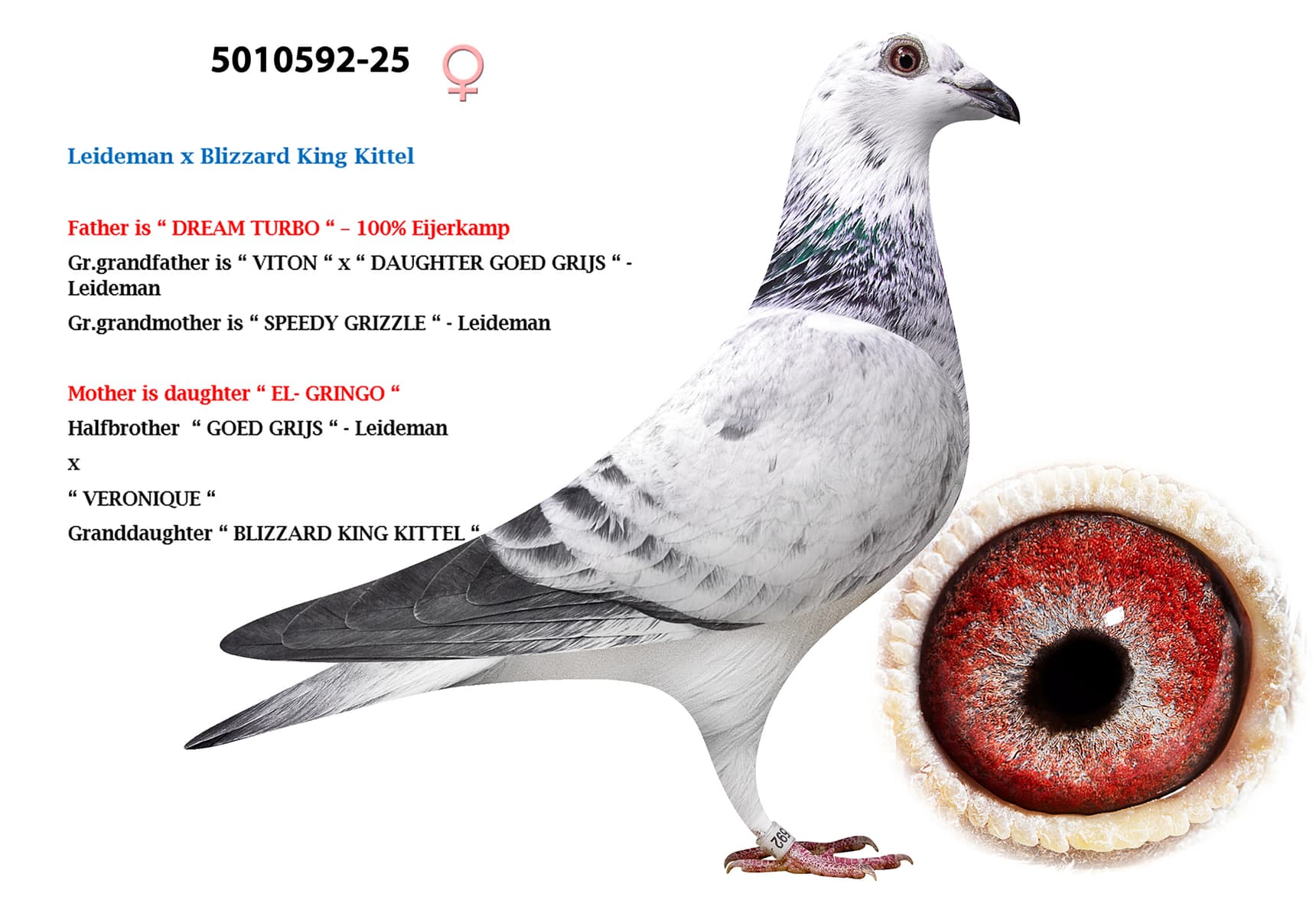 Leideman x Blizzard King Kittel