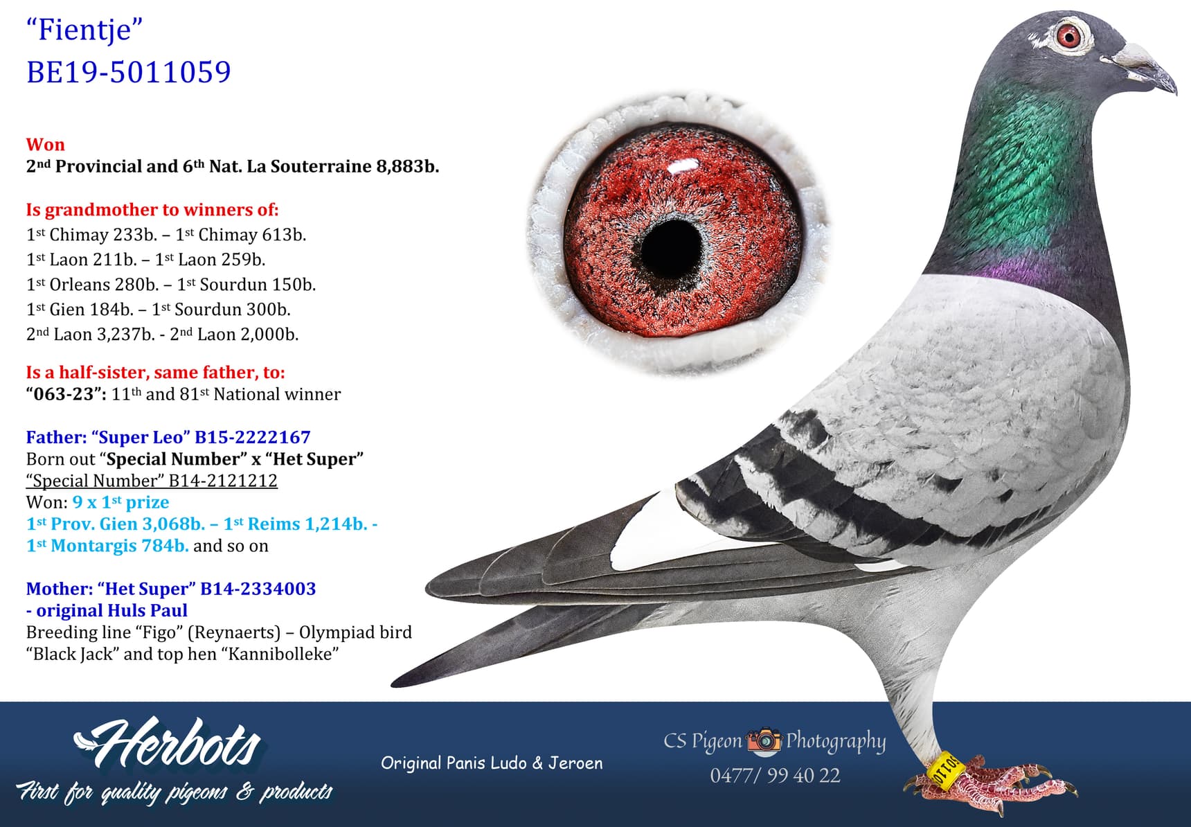 pigeon: undefined