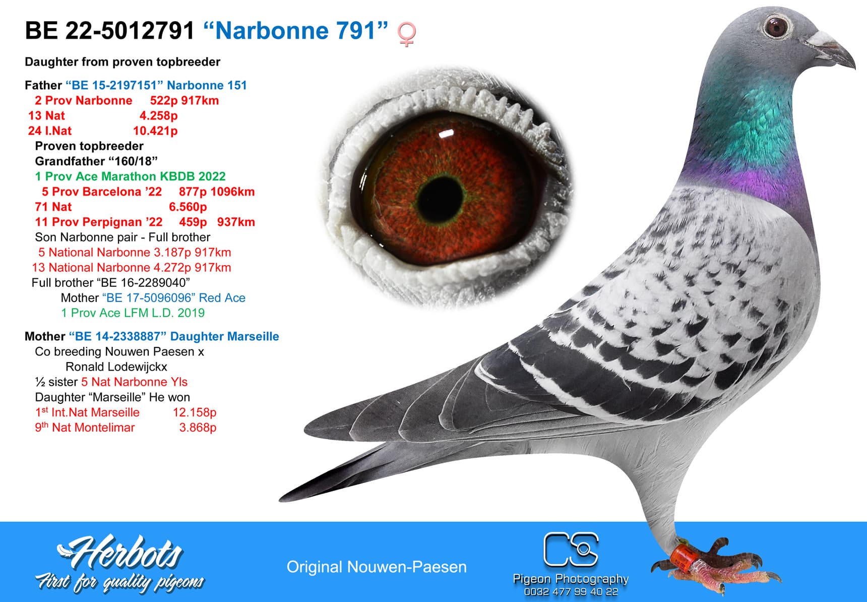 pigeon: “Narbonne 791”