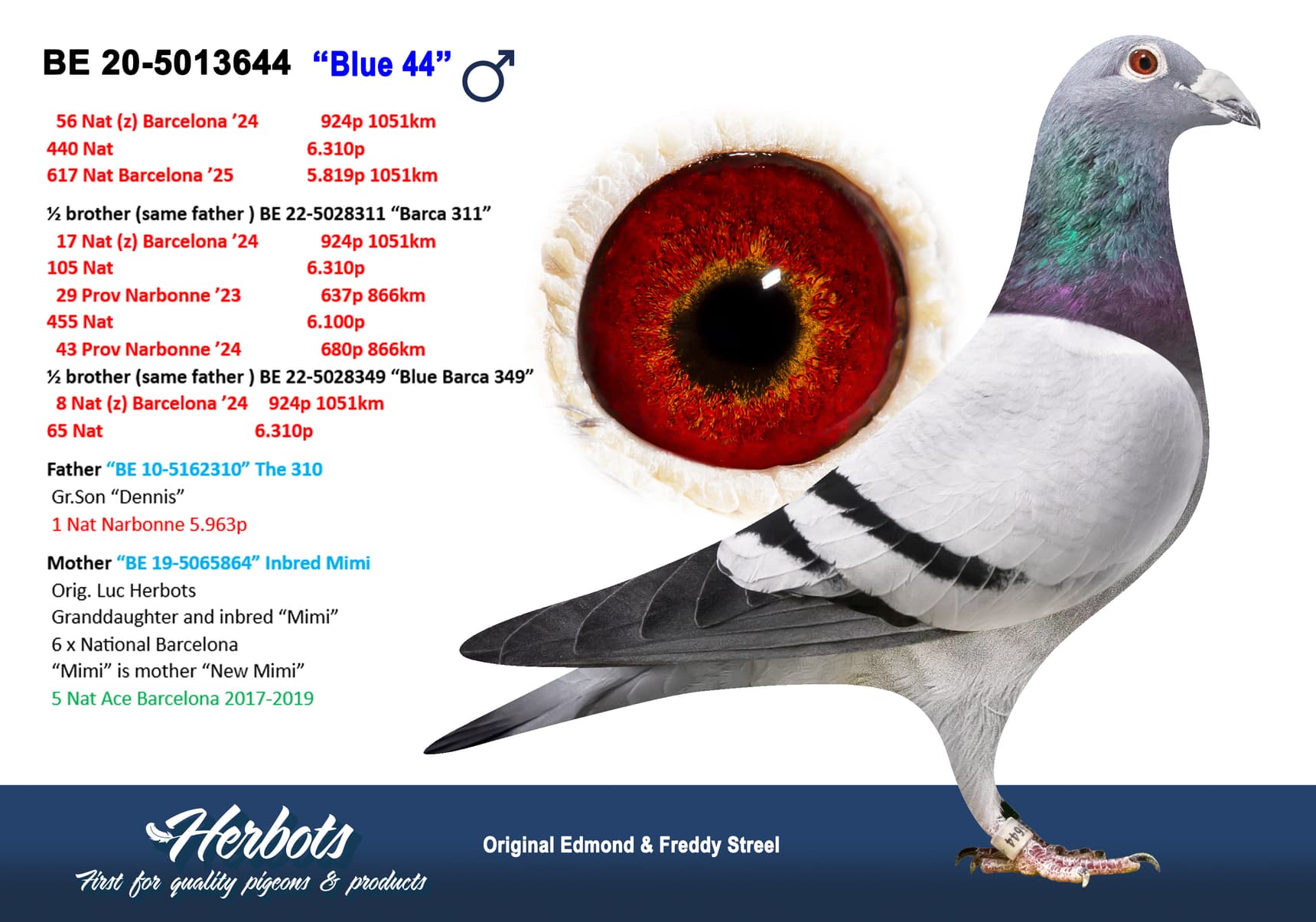 pigeon: undefined