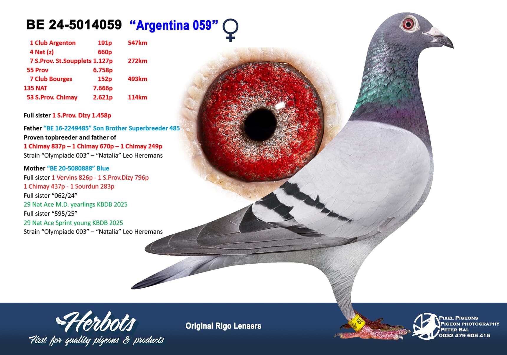 pigeon: undefined