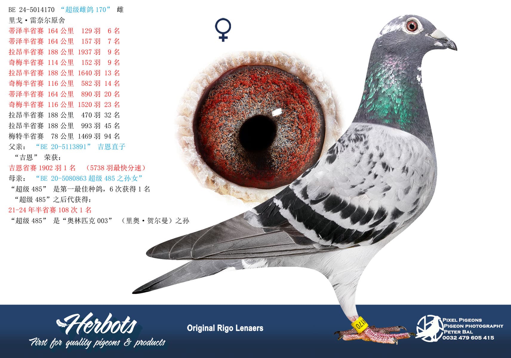 pigeon: “超级雌鸽170”