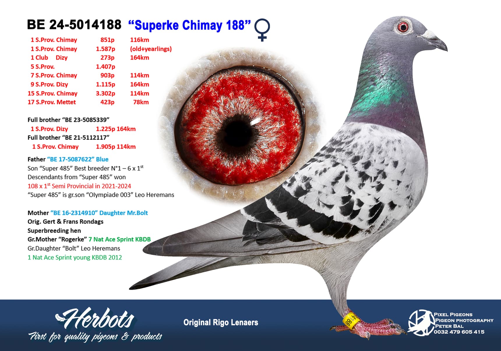 pigeon: undefined