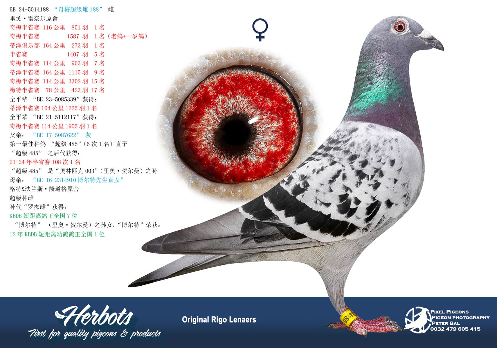 pigeon: “奇梅超级雌188”