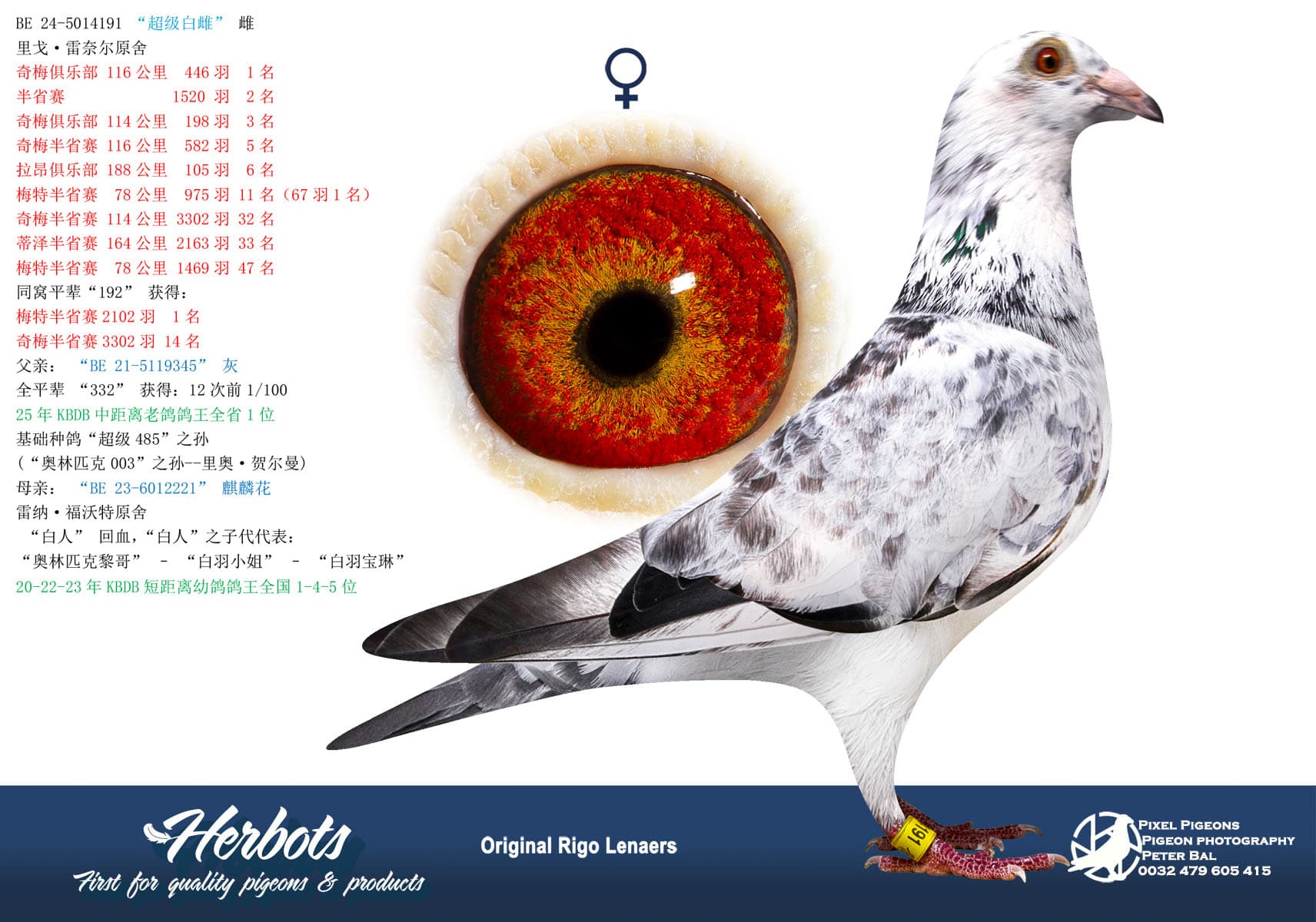 pigeon: “超级白雌”