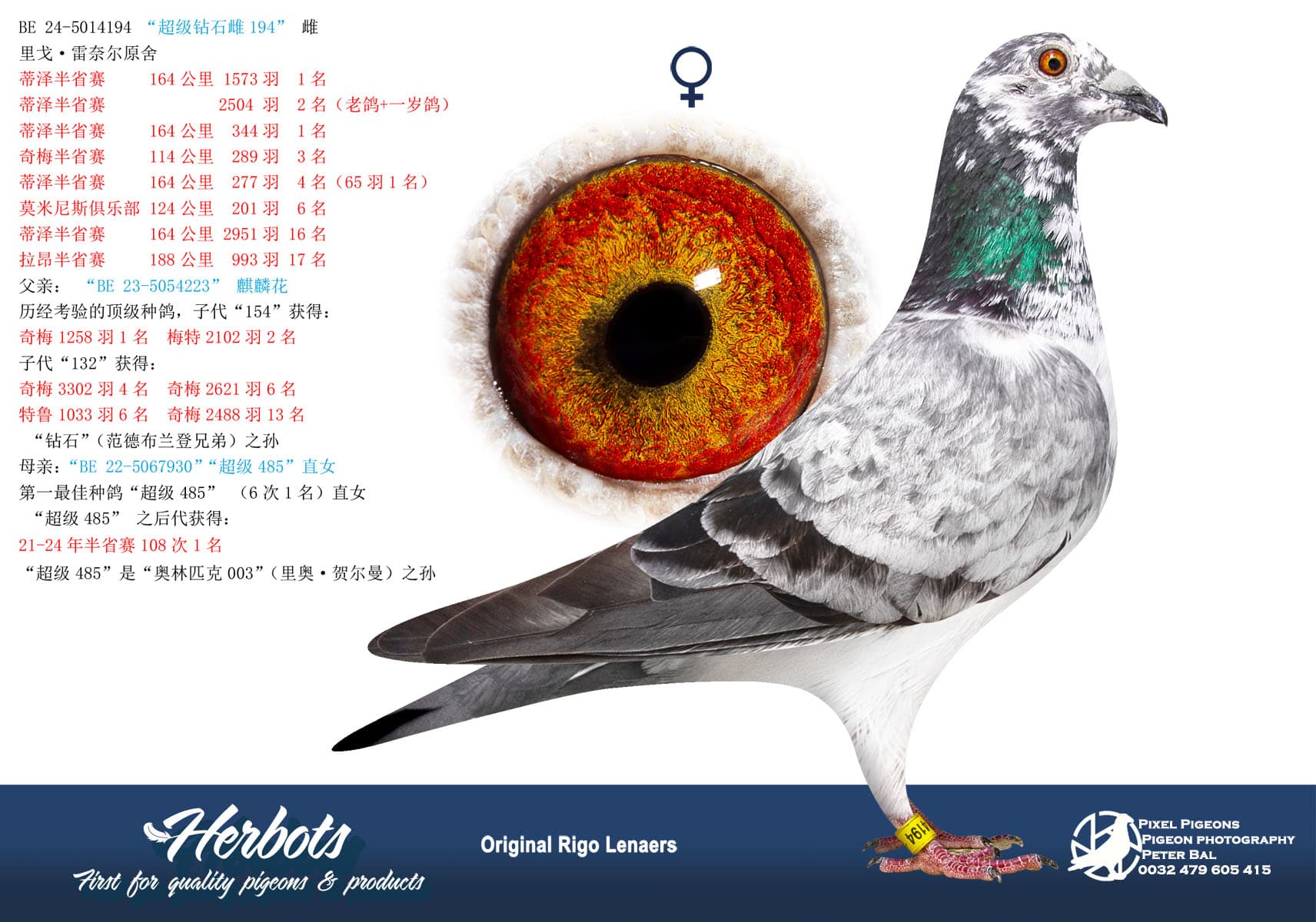 pigeon: “超级钻石雌194”