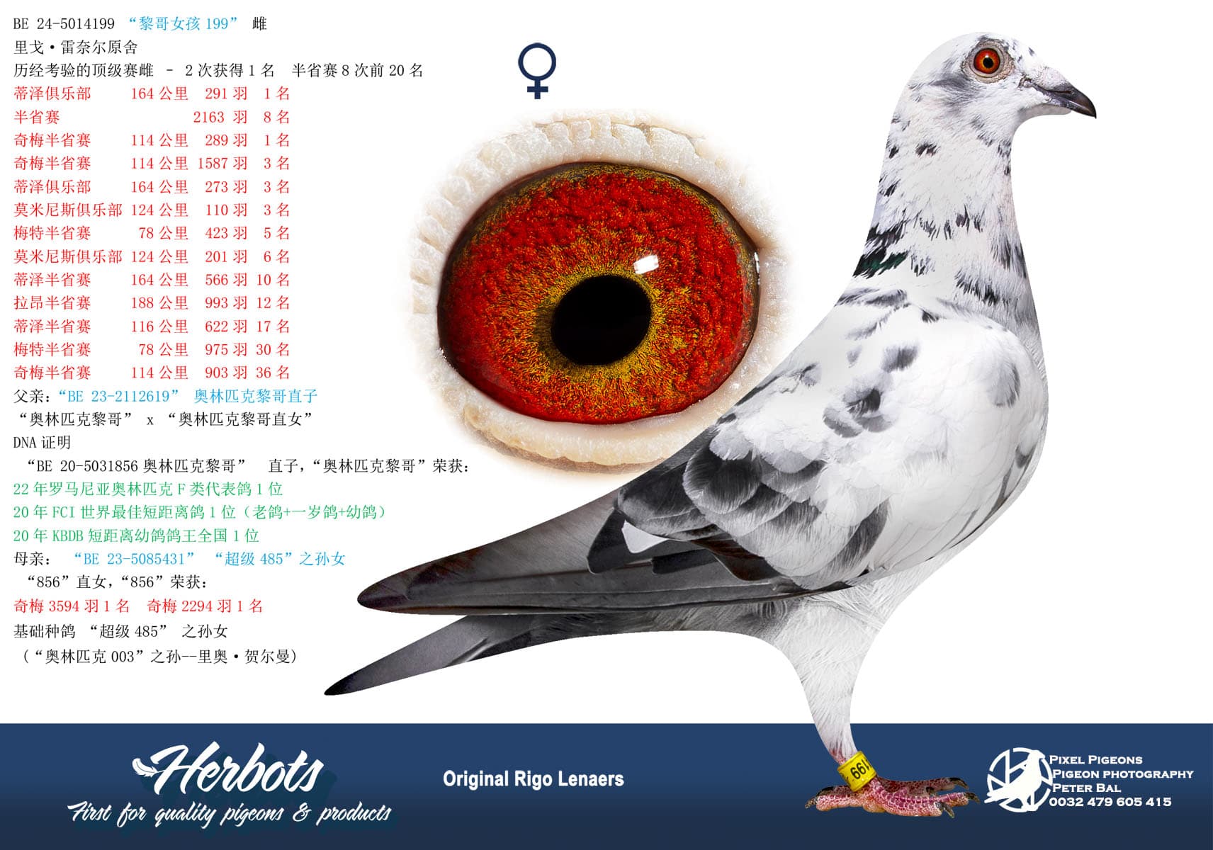 pigeon: “黎哥女孩199”