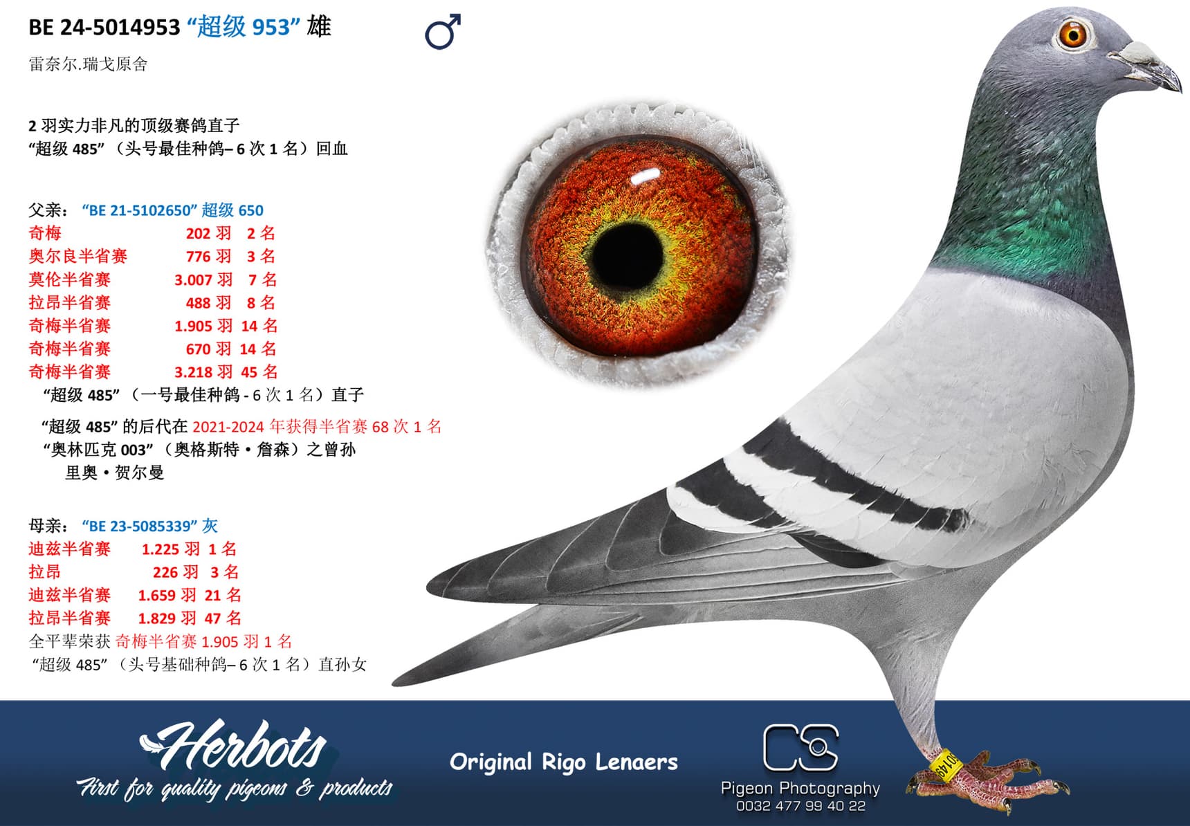 pigeon: “超级 953”