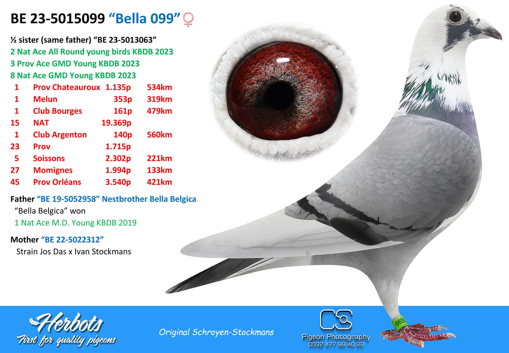 Pigeon Digest 新春特別号 54号 Pigeon Digest 新春特別号 54号 Pigeon Auction PT23-3127947