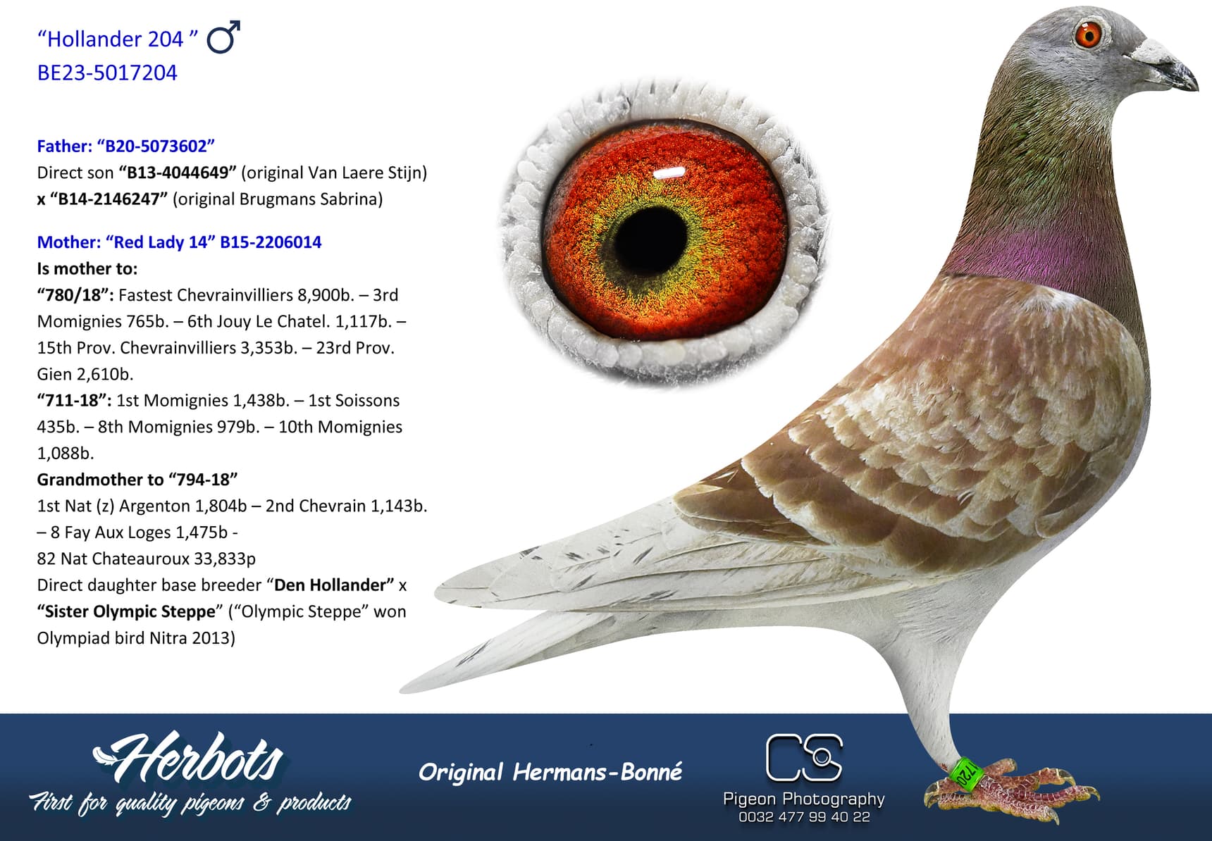 pigeon: “Hollander 204 ”