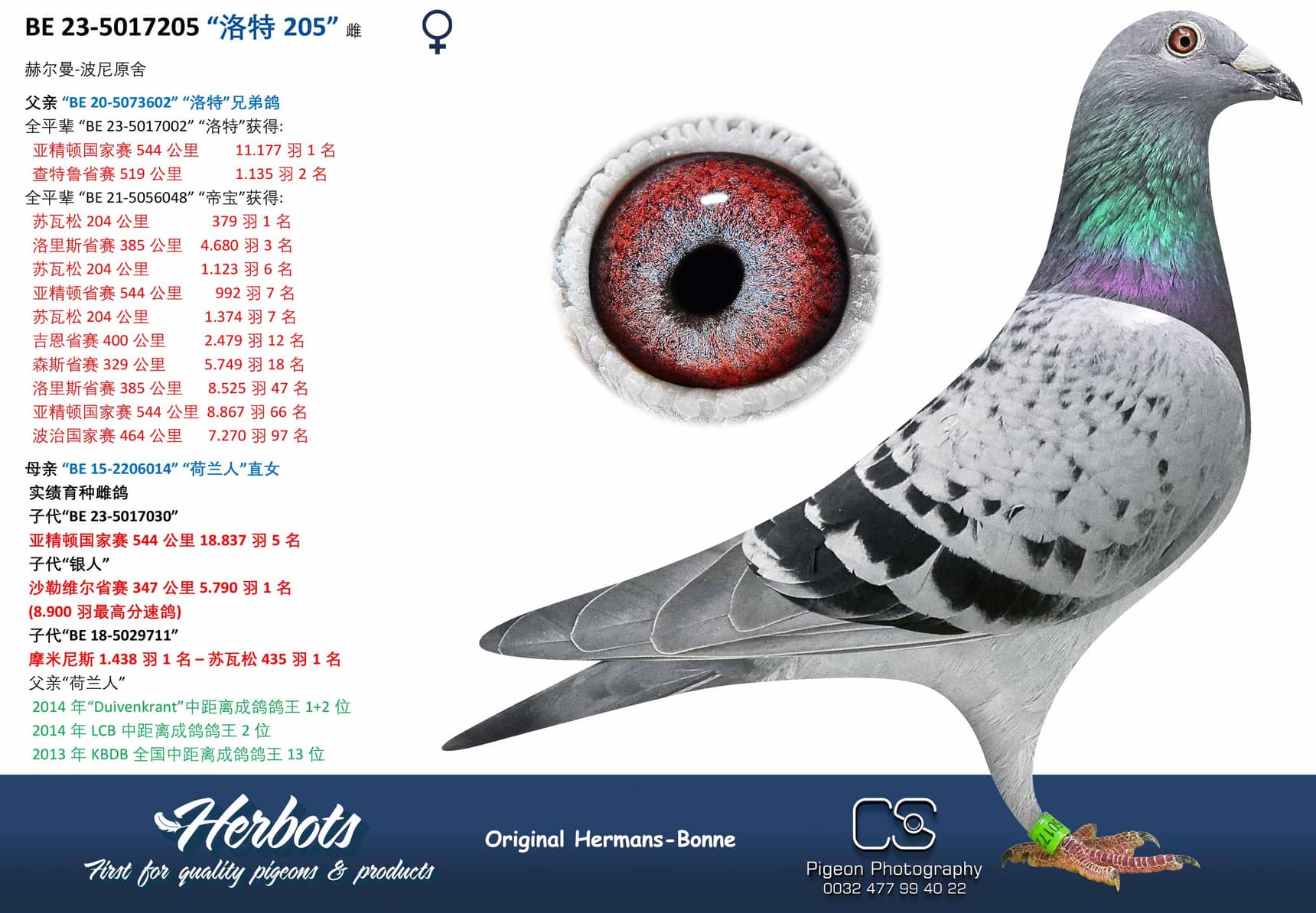 pigeon: “洛特205”