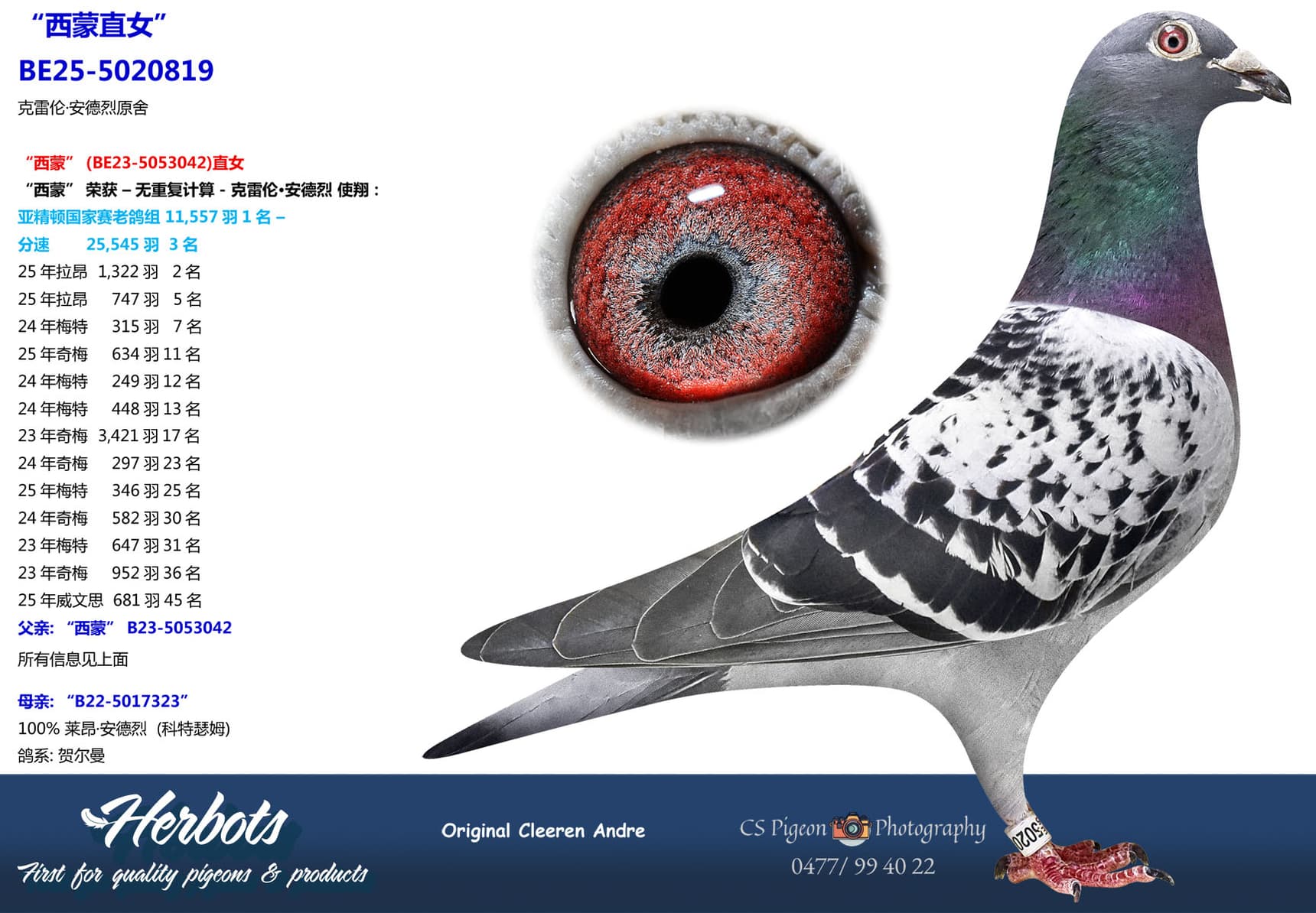 pigeon: undefined