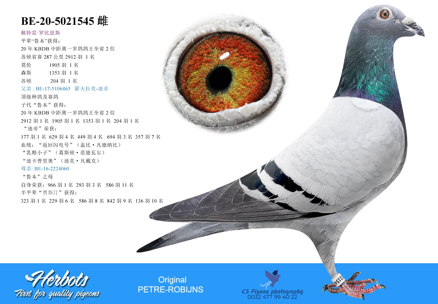 pigeon: undefined