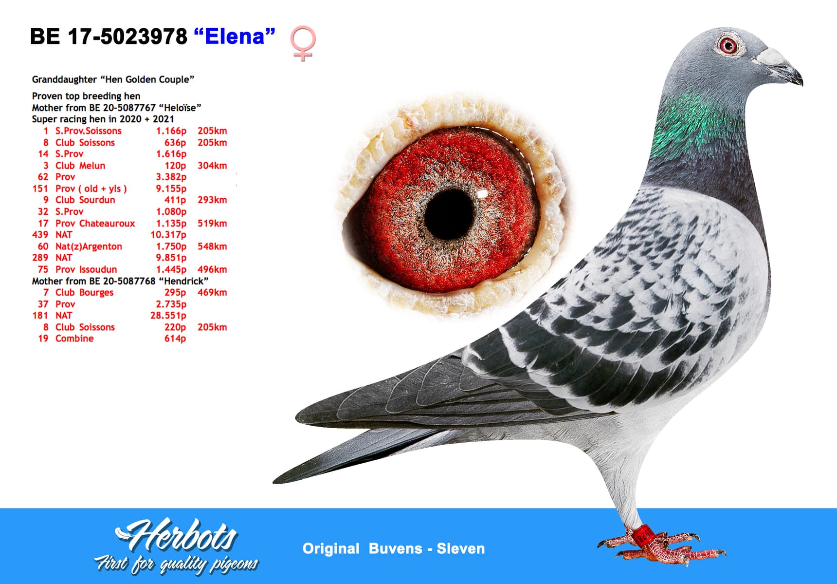 pigeon: undefined