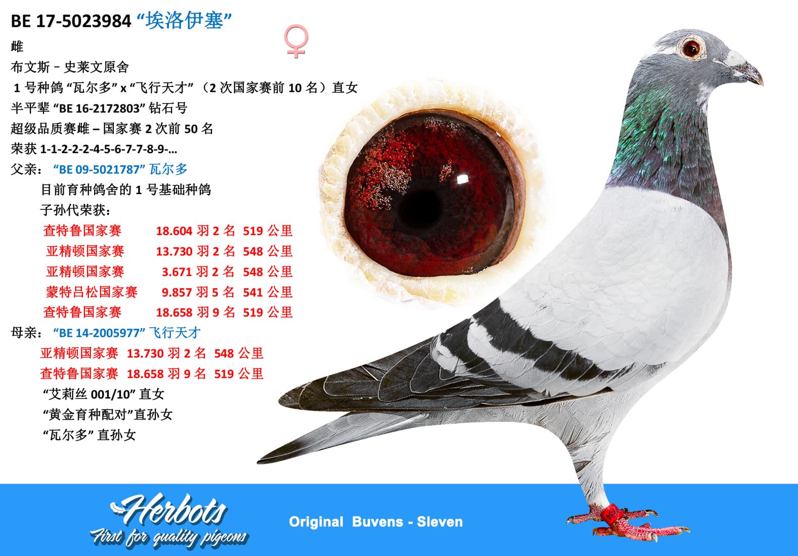 pigeon: undefined