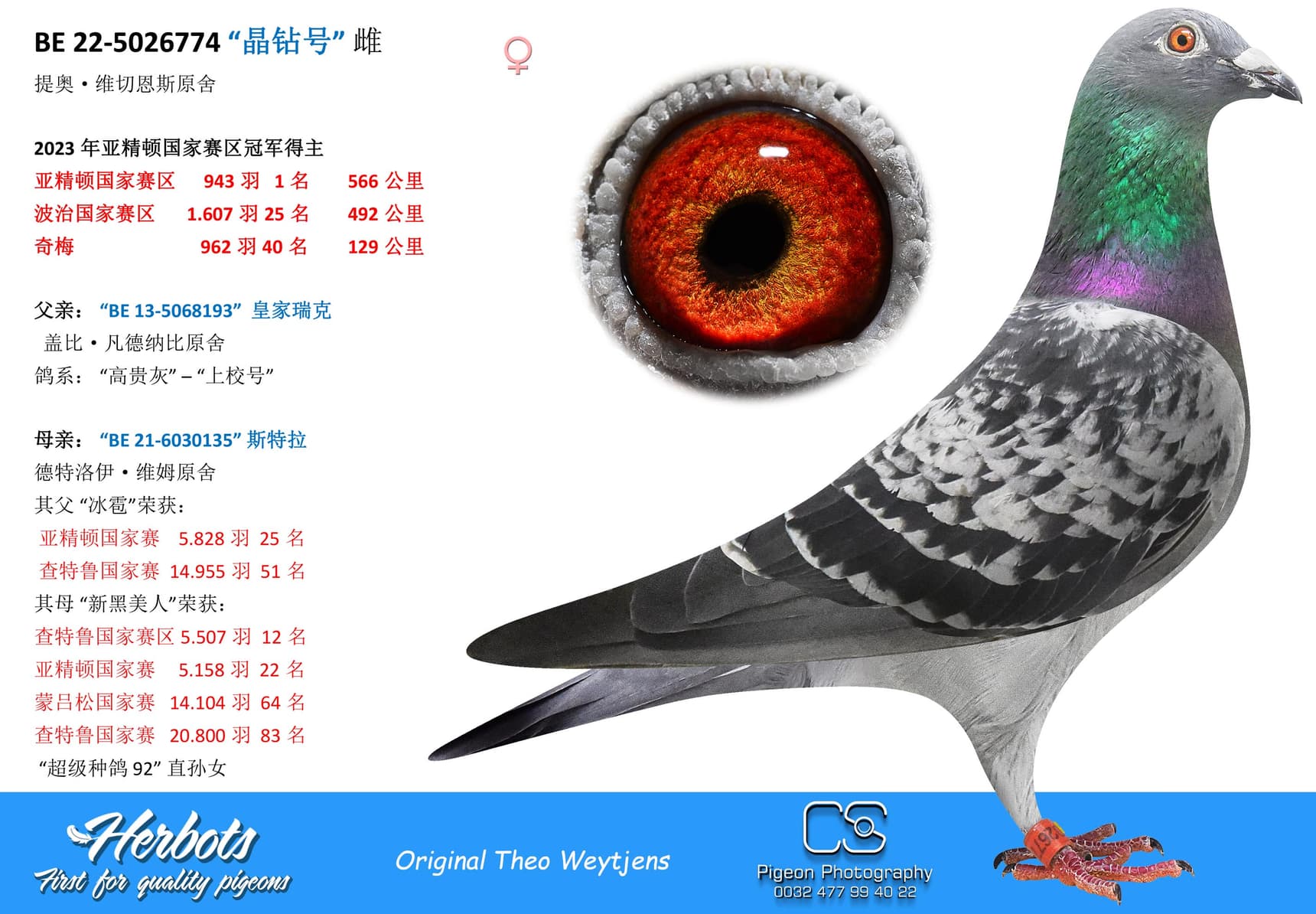 pigeon: “晶钻号”