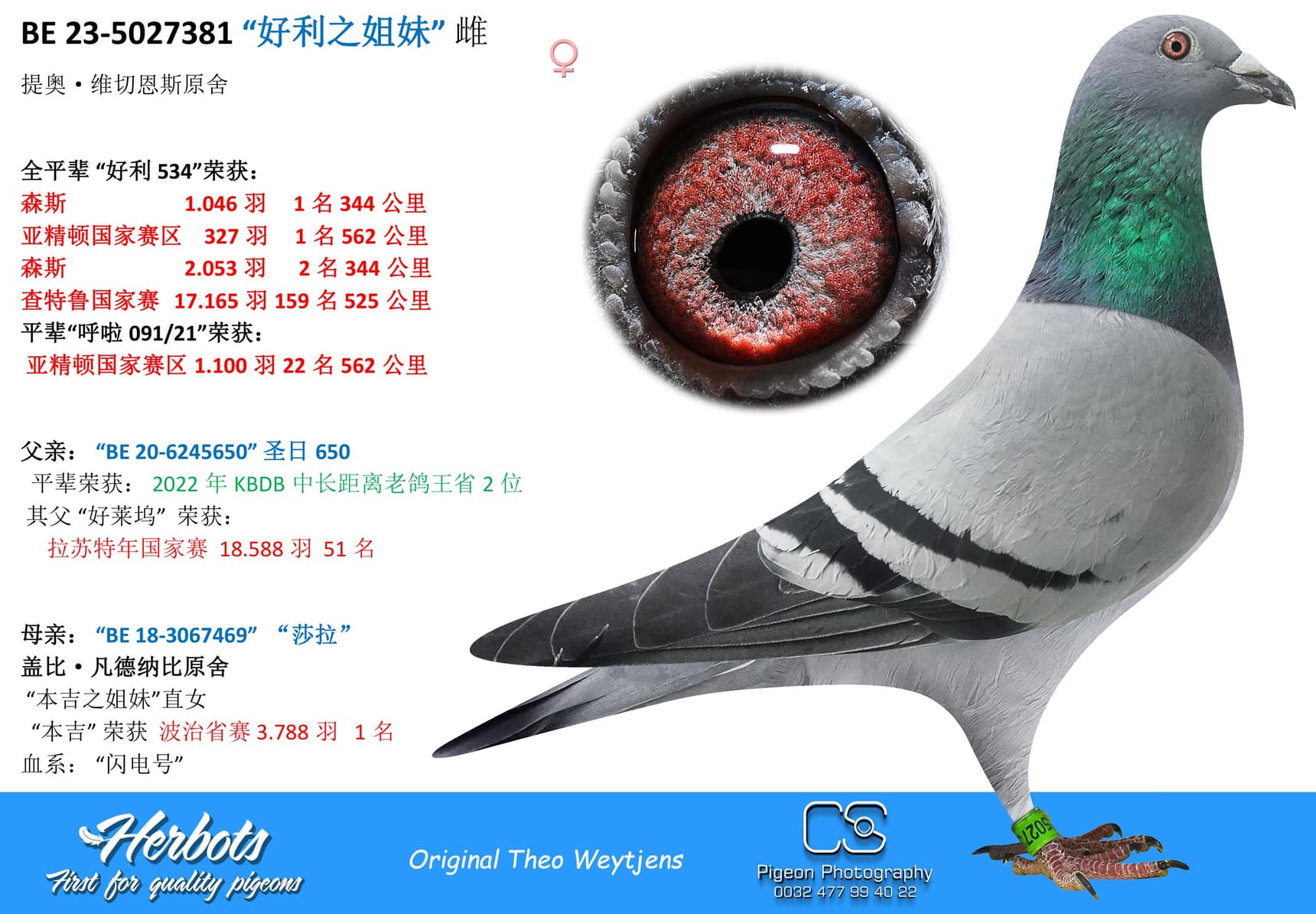 pigeon: undefined