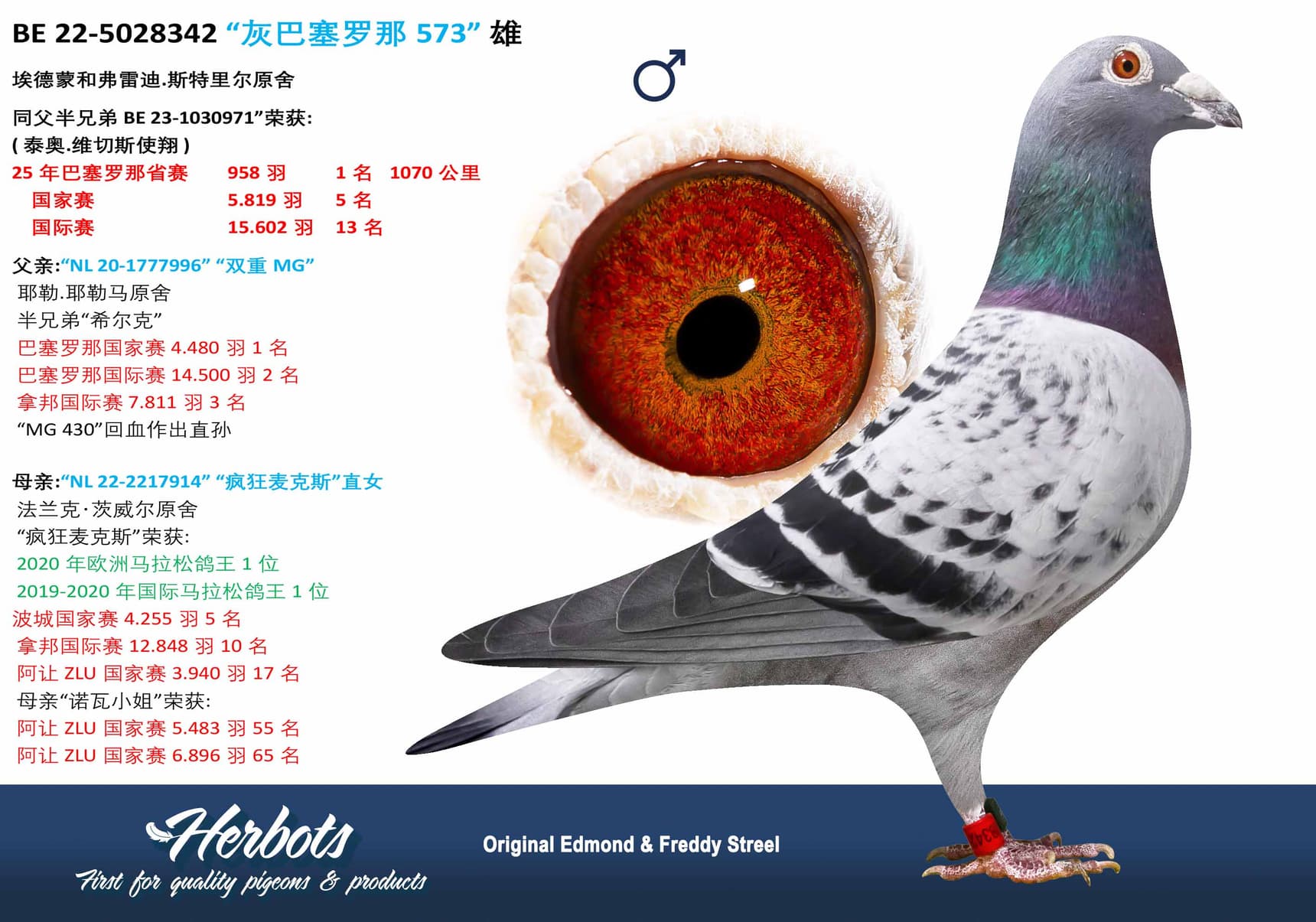 pigeon: undefined