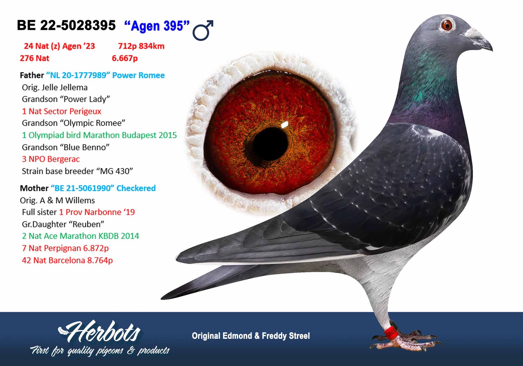 pigeon: “Agen 395"