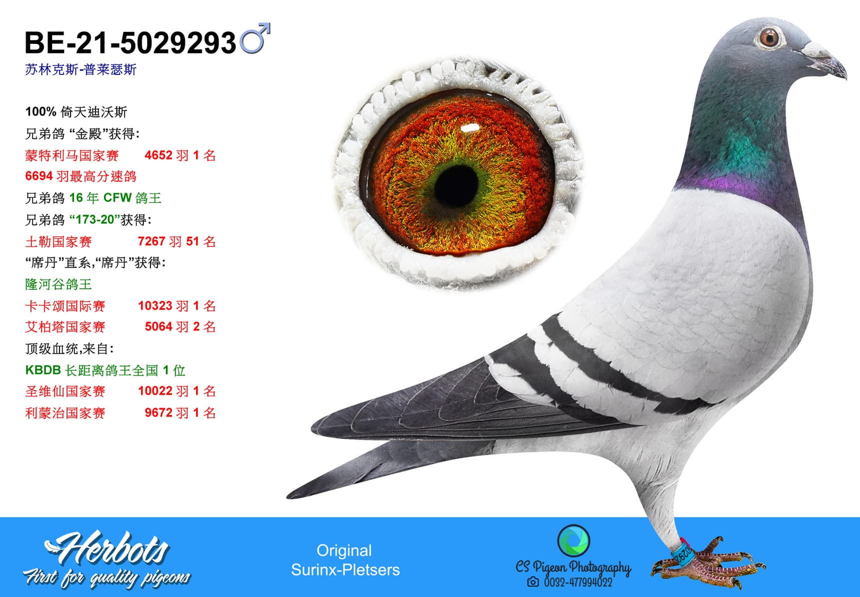 pigeon: undefined