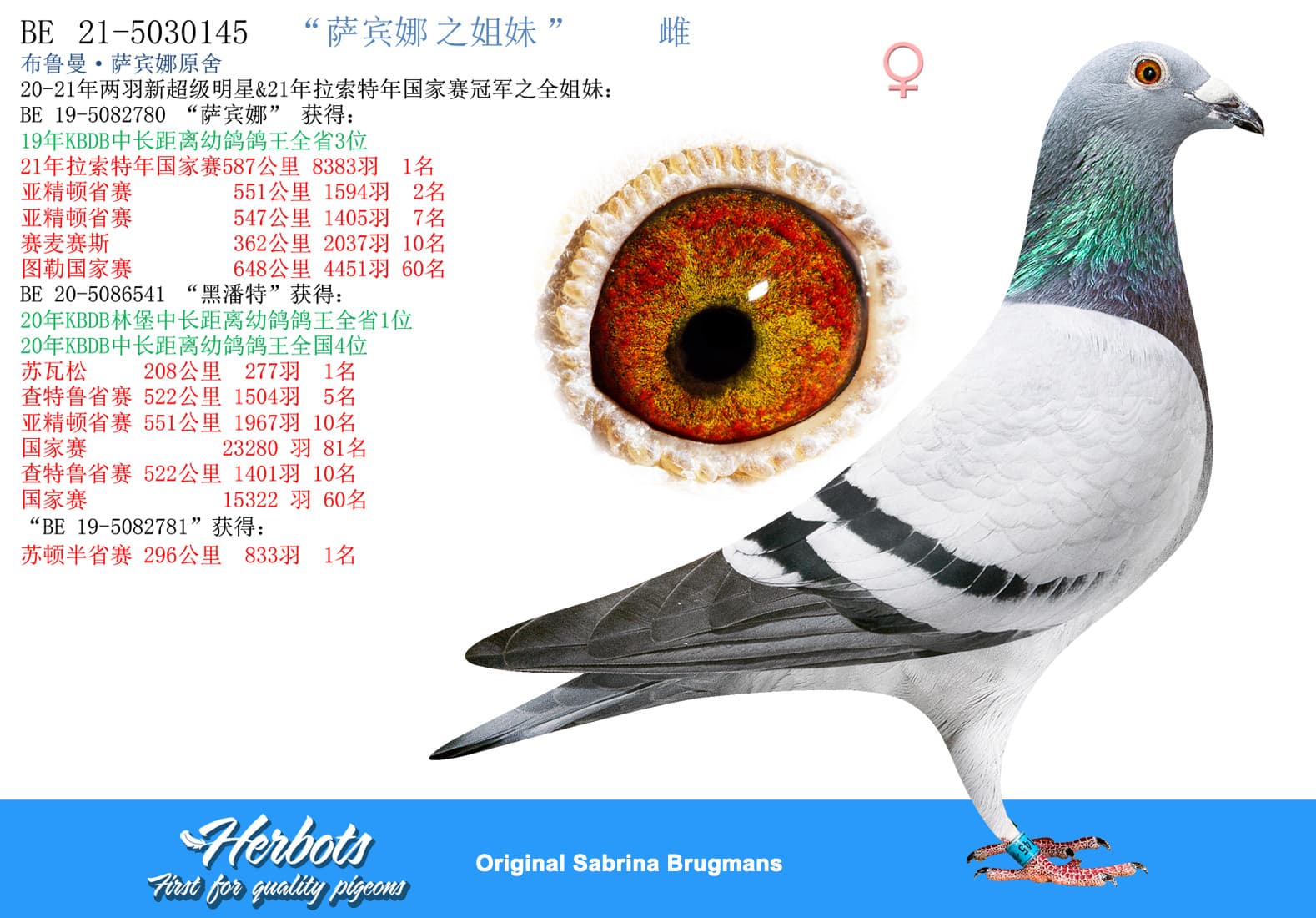 pigeon: “萨宾娜之姐妹”