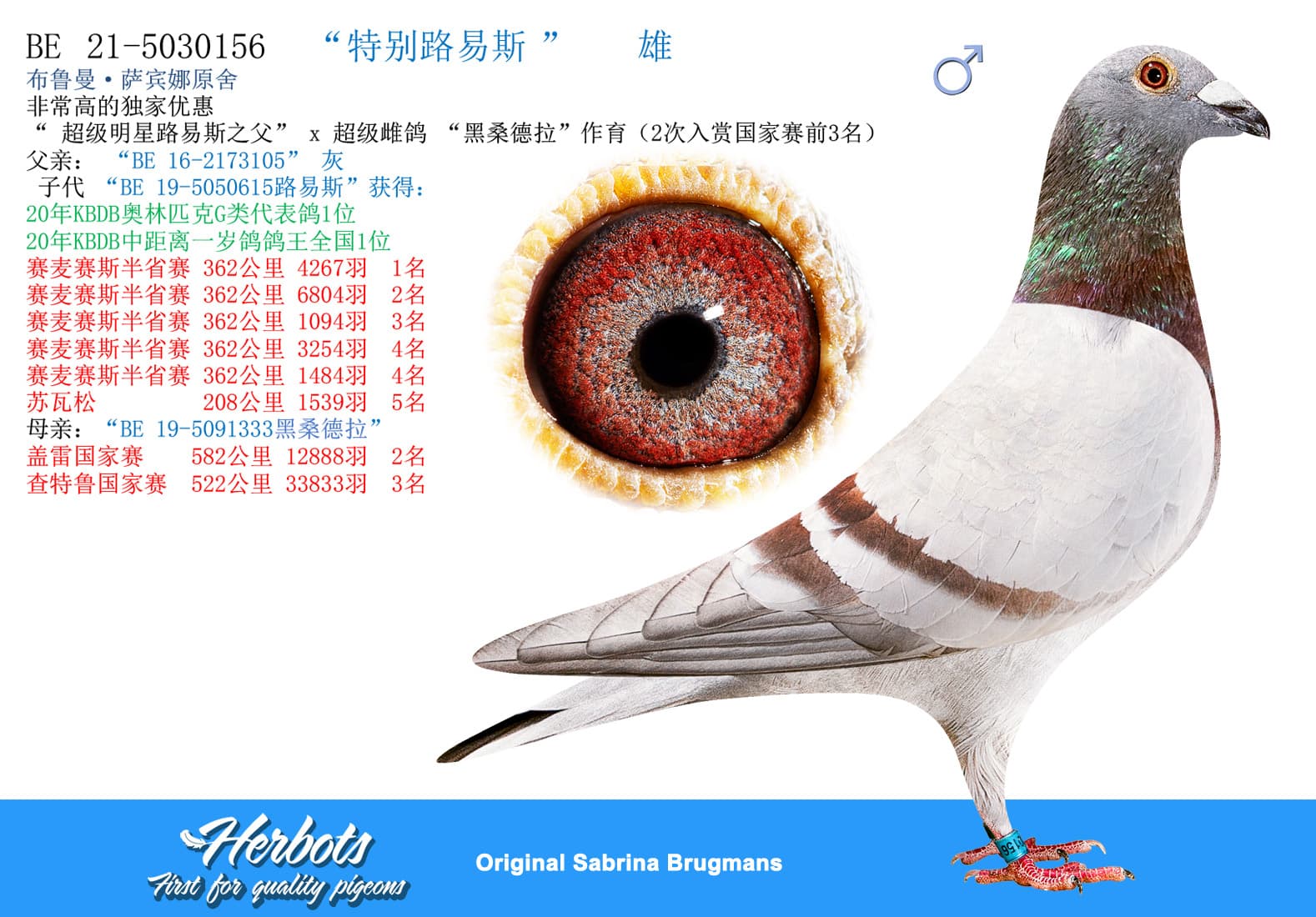 pigeon: “特别路易斯”