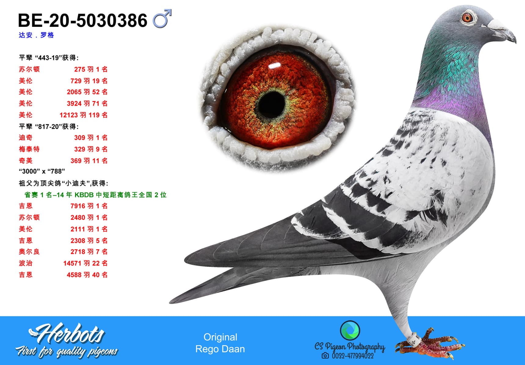 pigeon: undefined