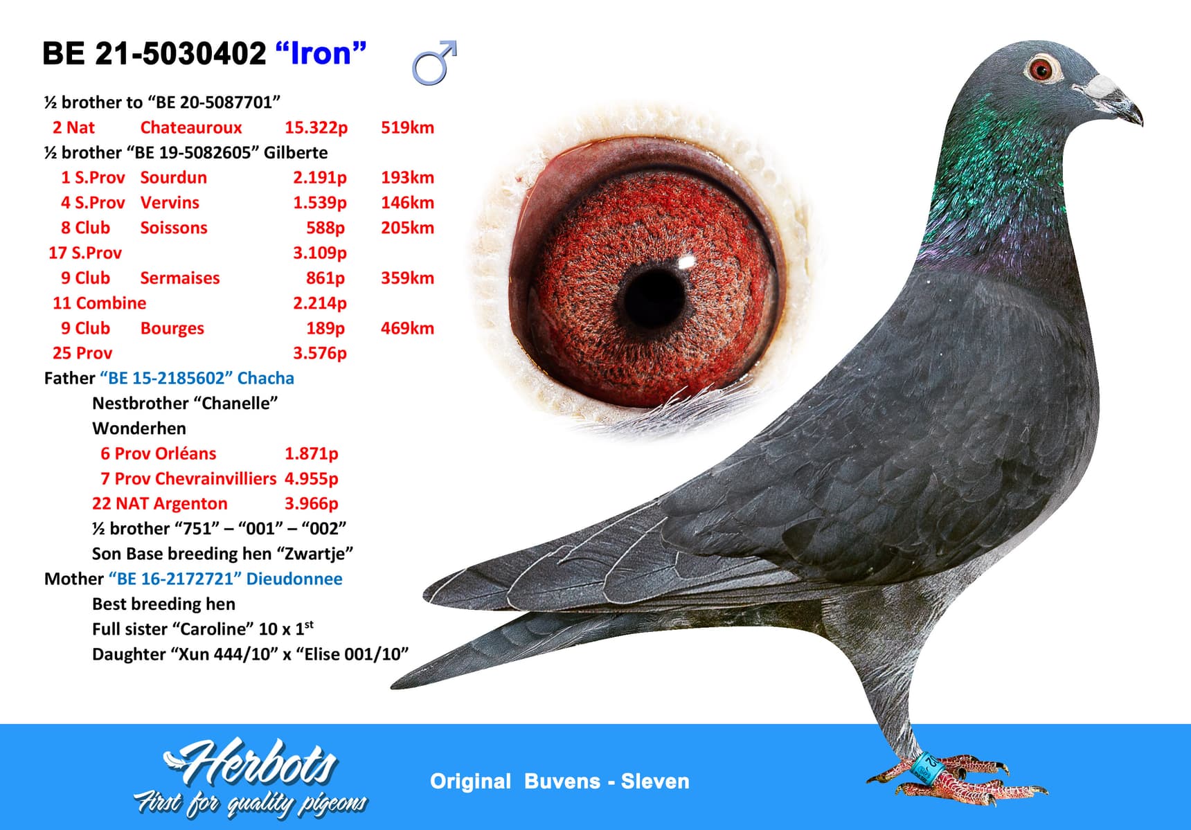 pigeon: undefined