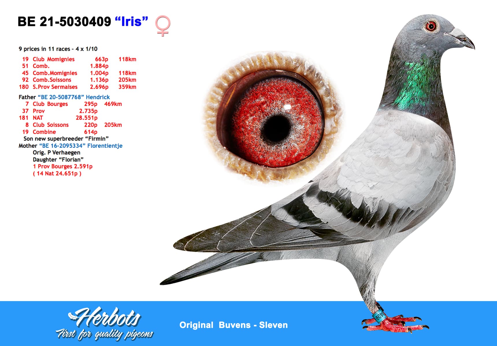 pigeon: undefined